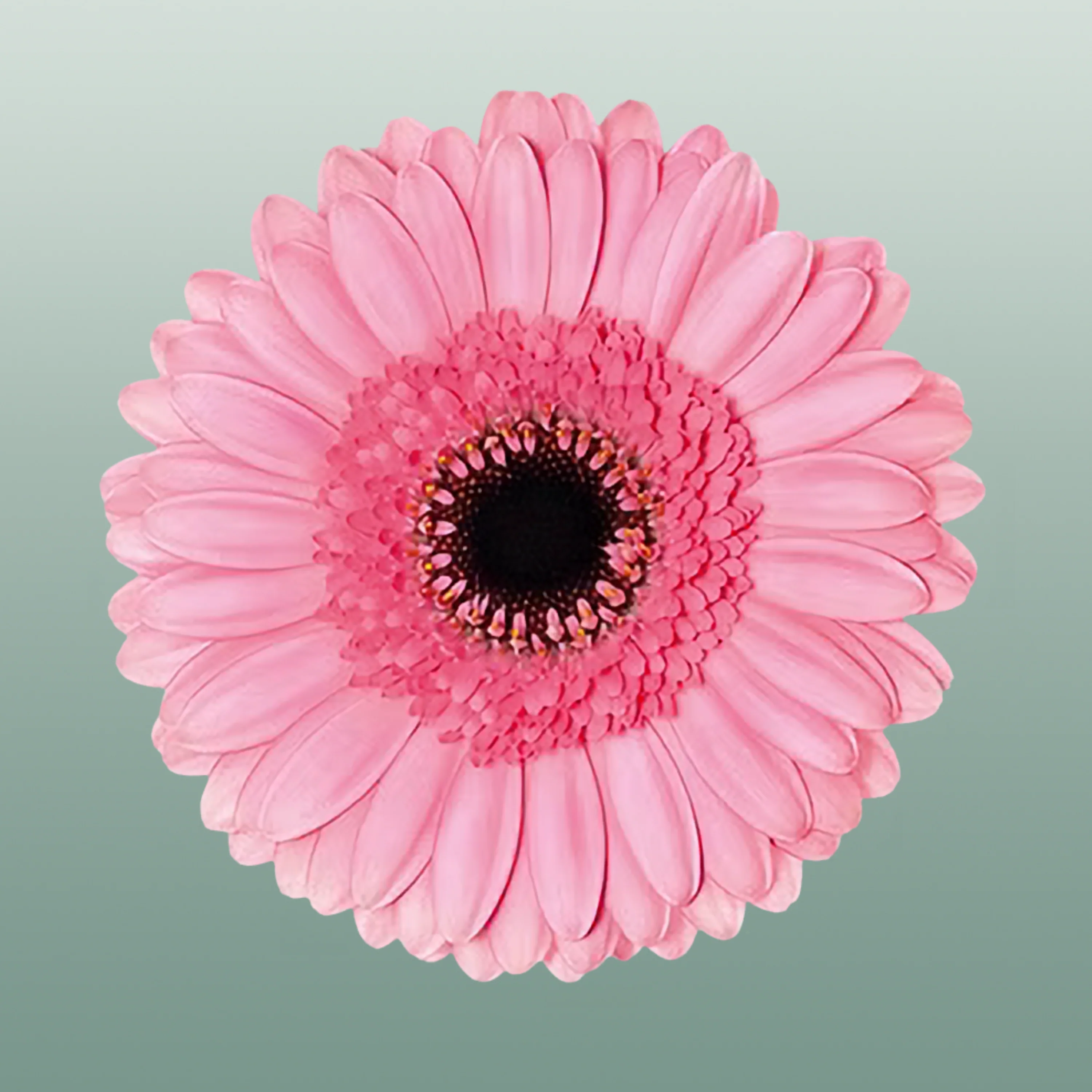 Germini Petticoat