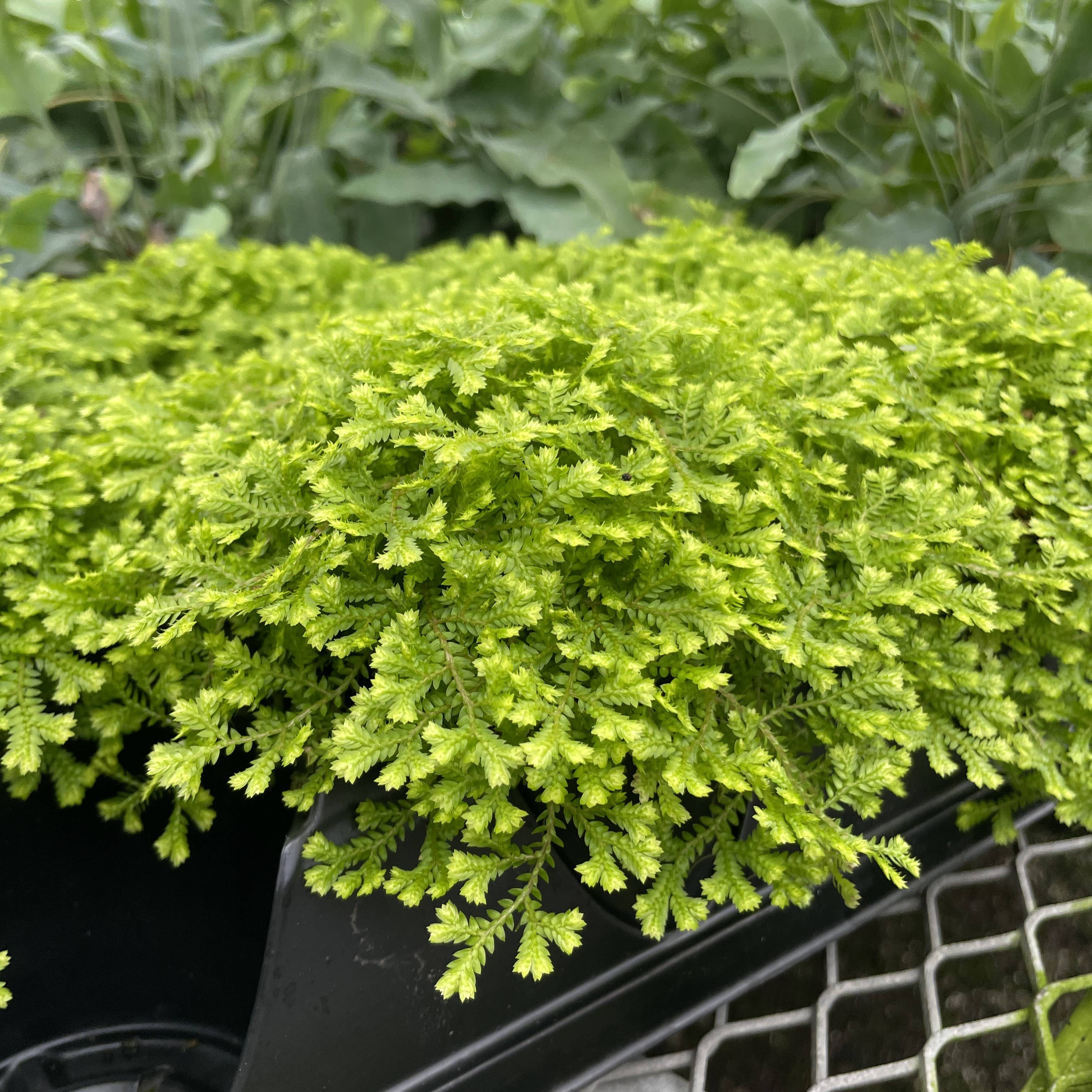 Gold Club Moss Fern - 4