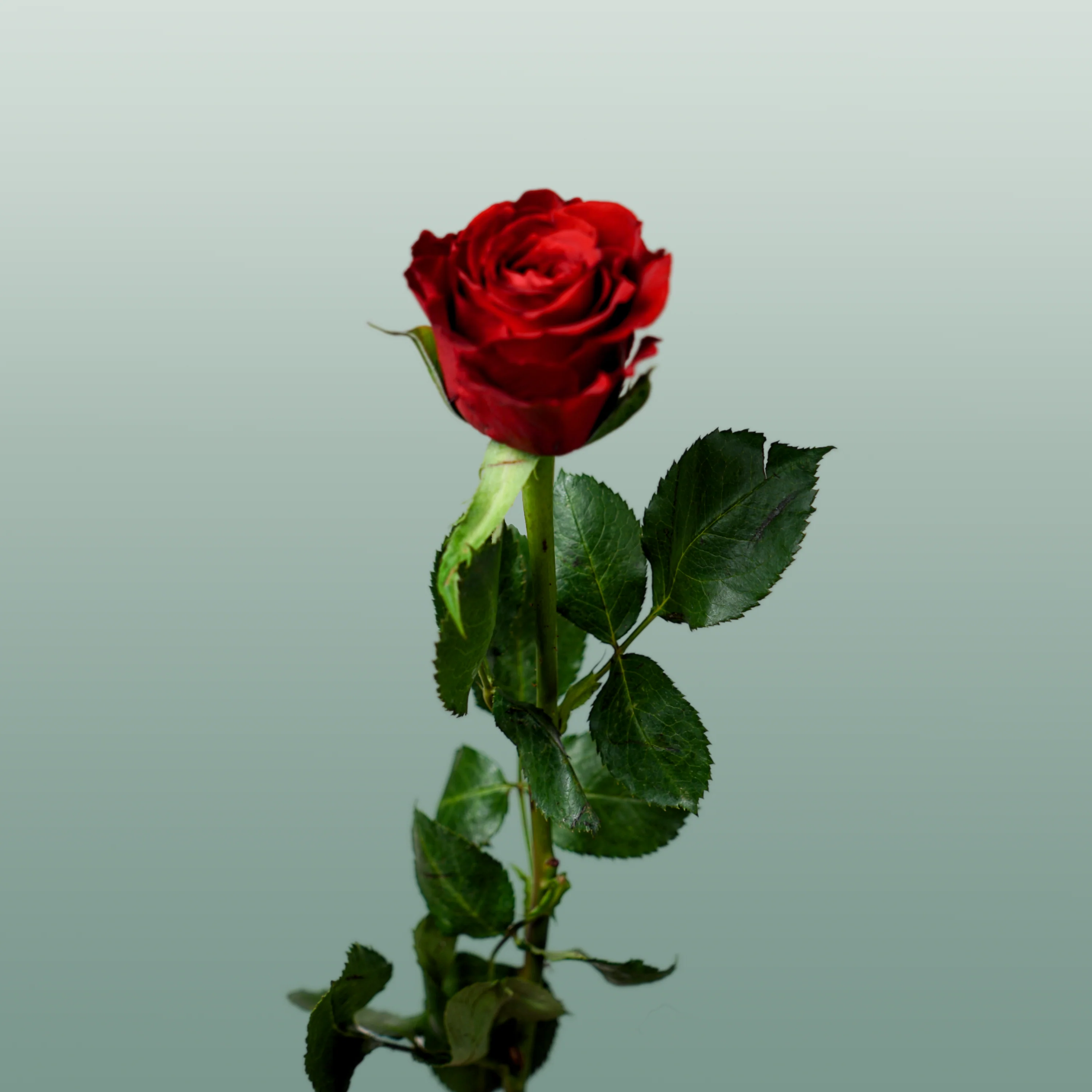 Rose Red Torch