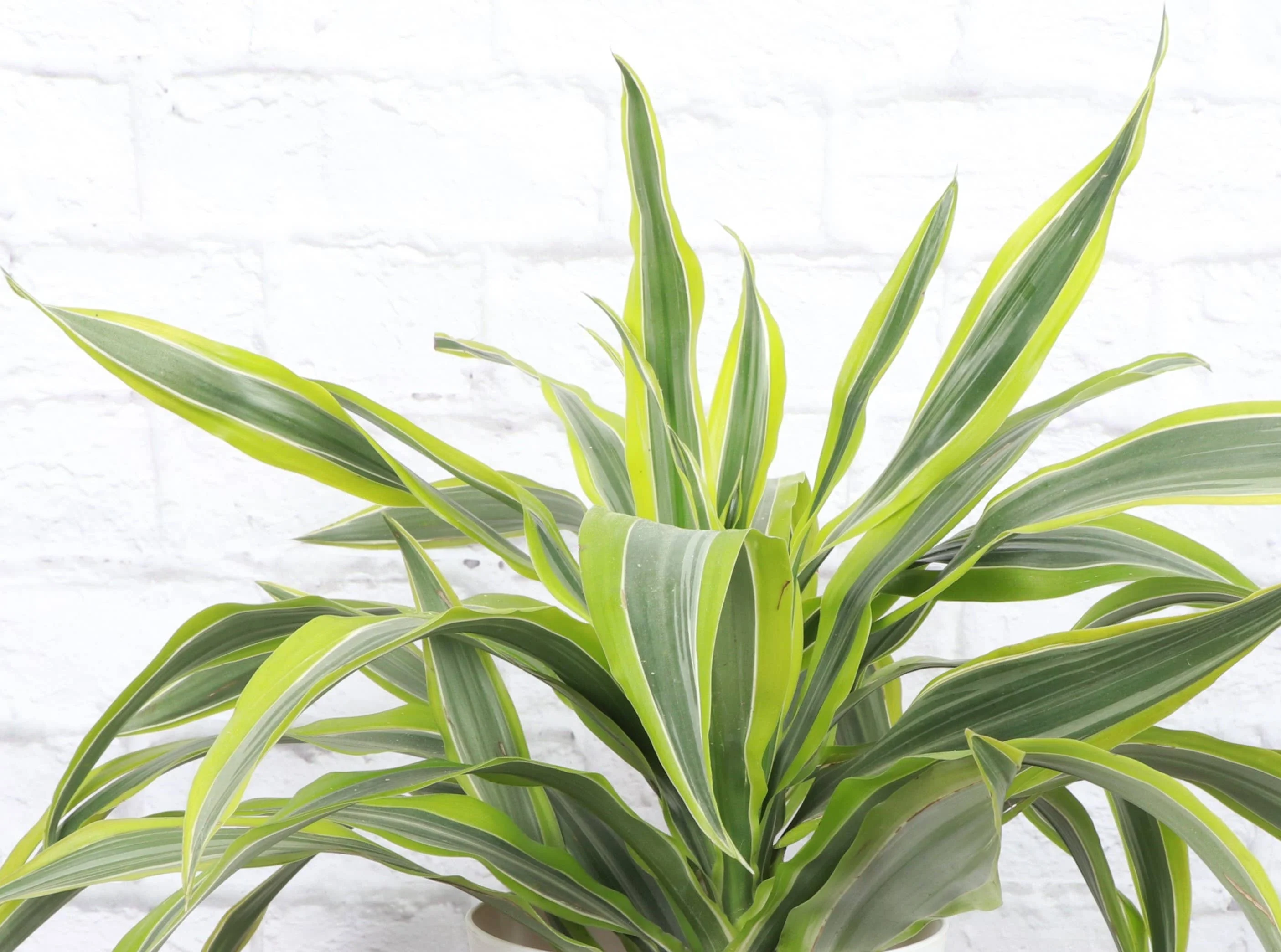 Lemon Lime Dracaena - Live Plant 6