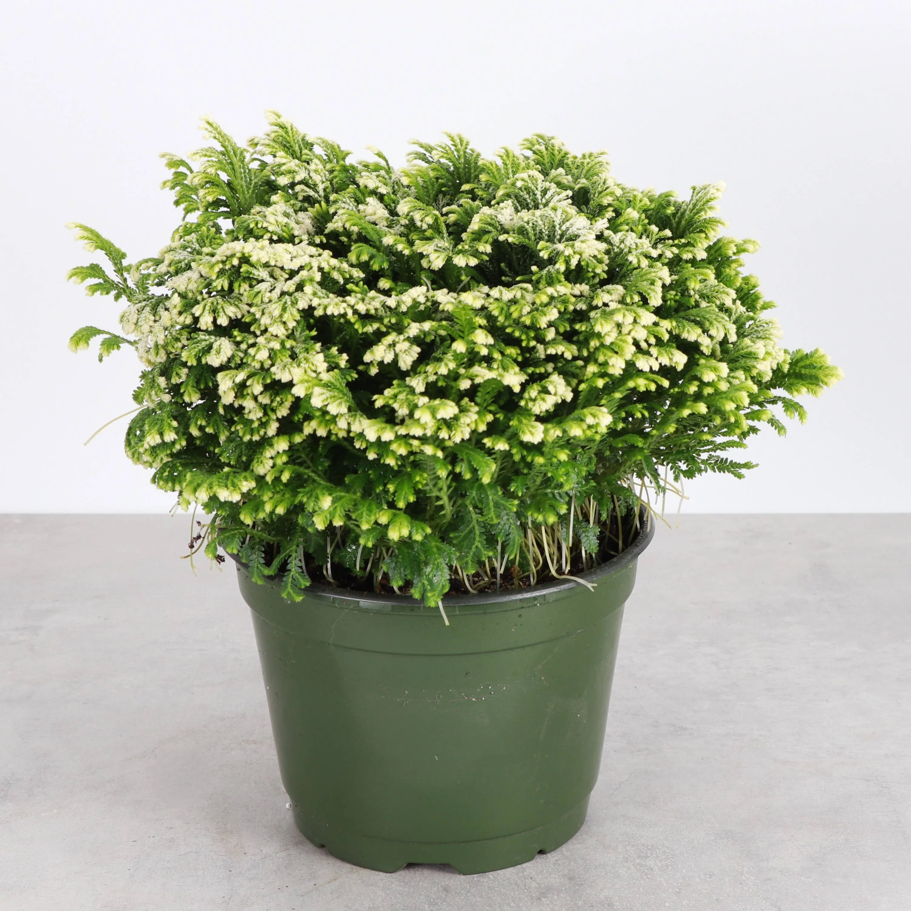 Frosty Fern Plant - Live Plant 4