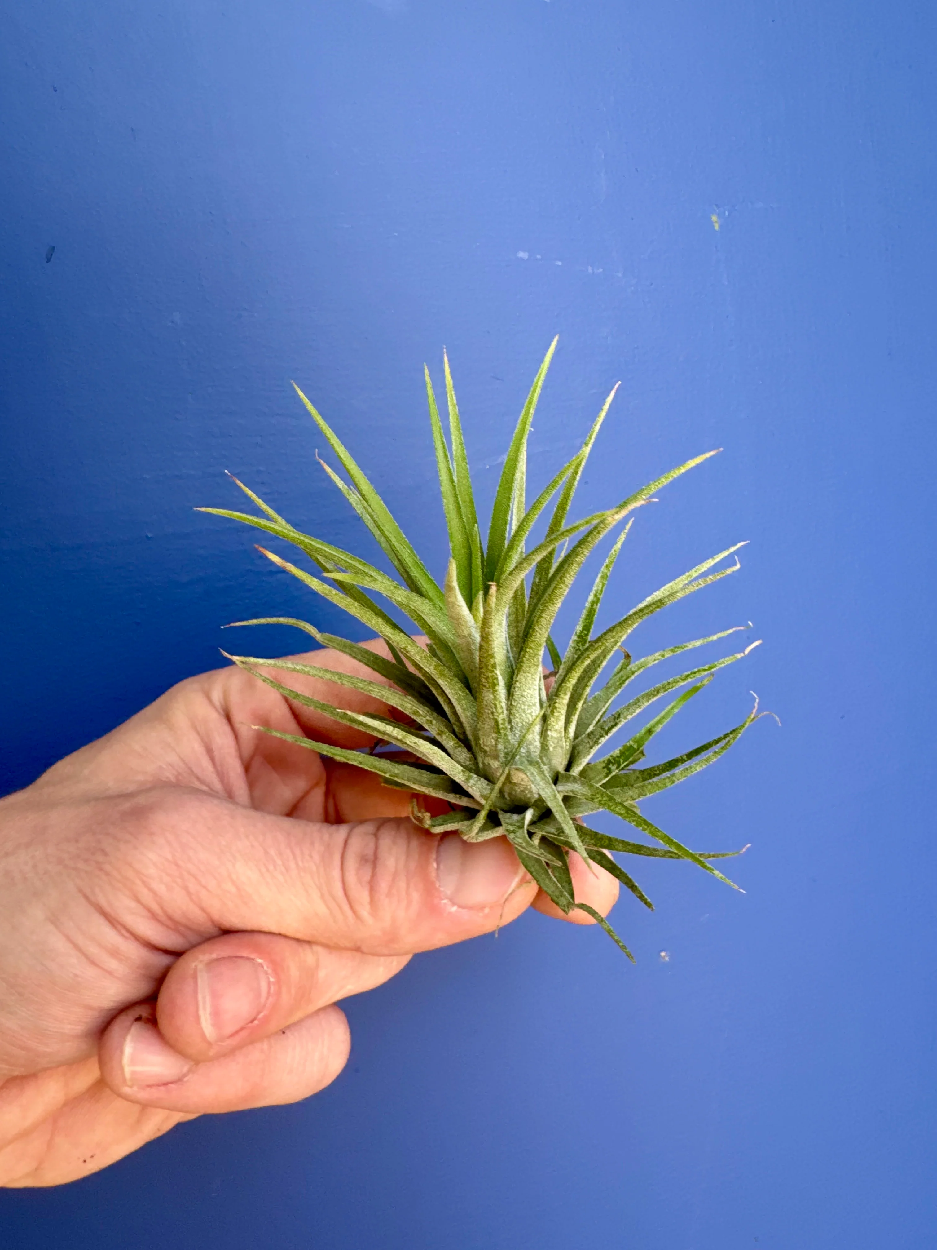 Tillandsia Ionantha Green - Air Plant