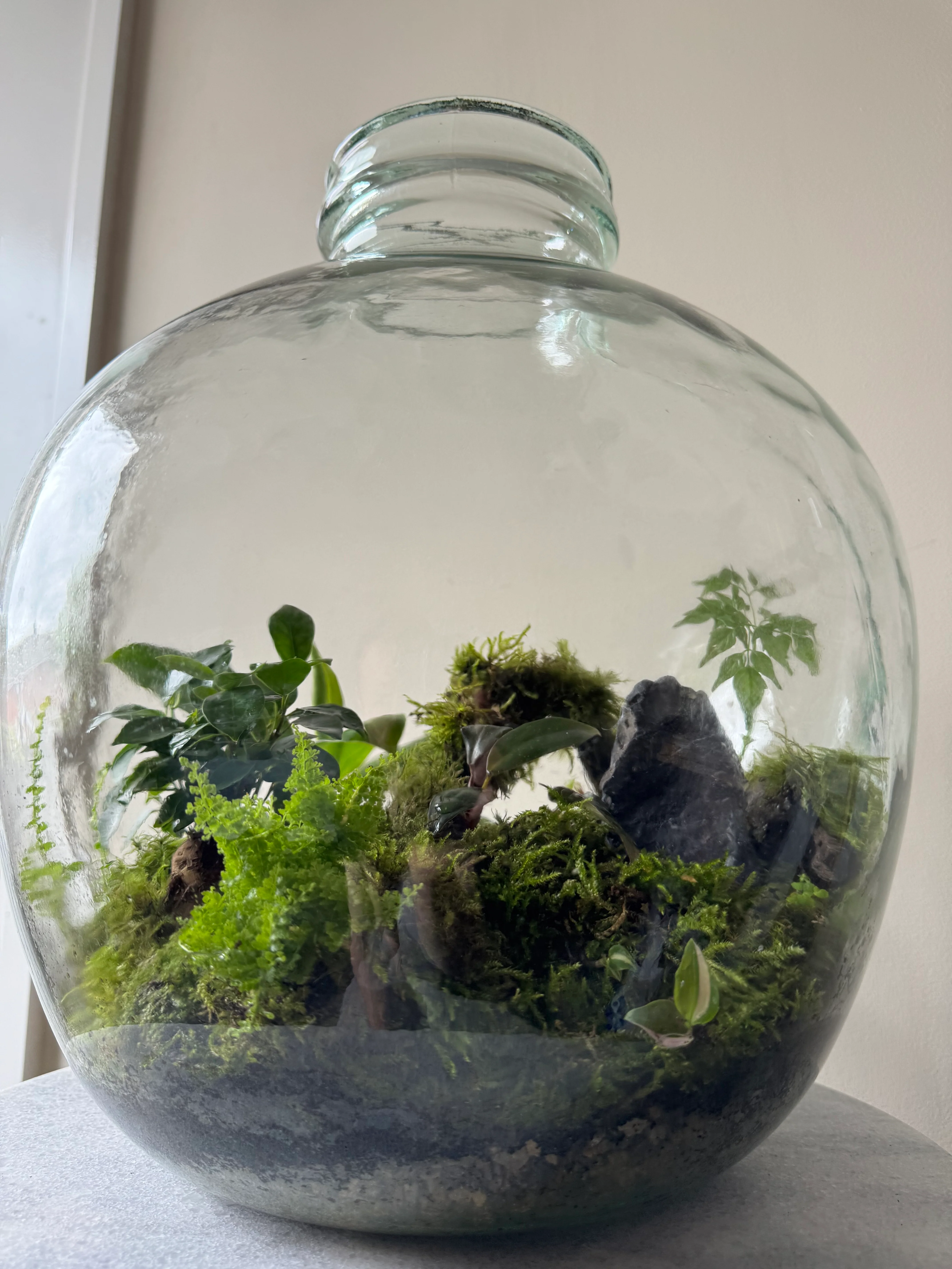 Large Heavy Glass Carboy Planted Terrarium
