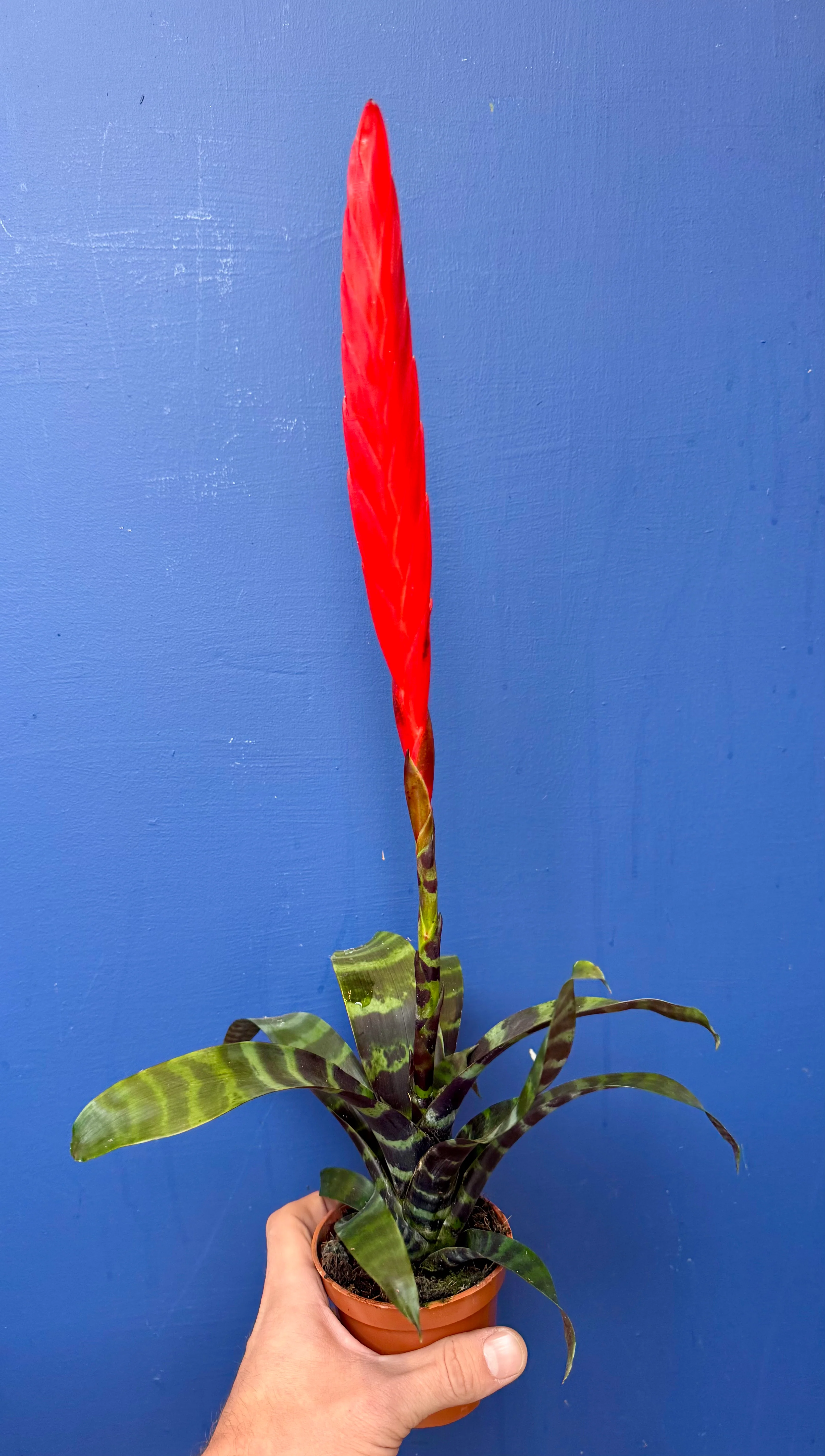 Vriesea Era - Bromeliad Flaming Sword