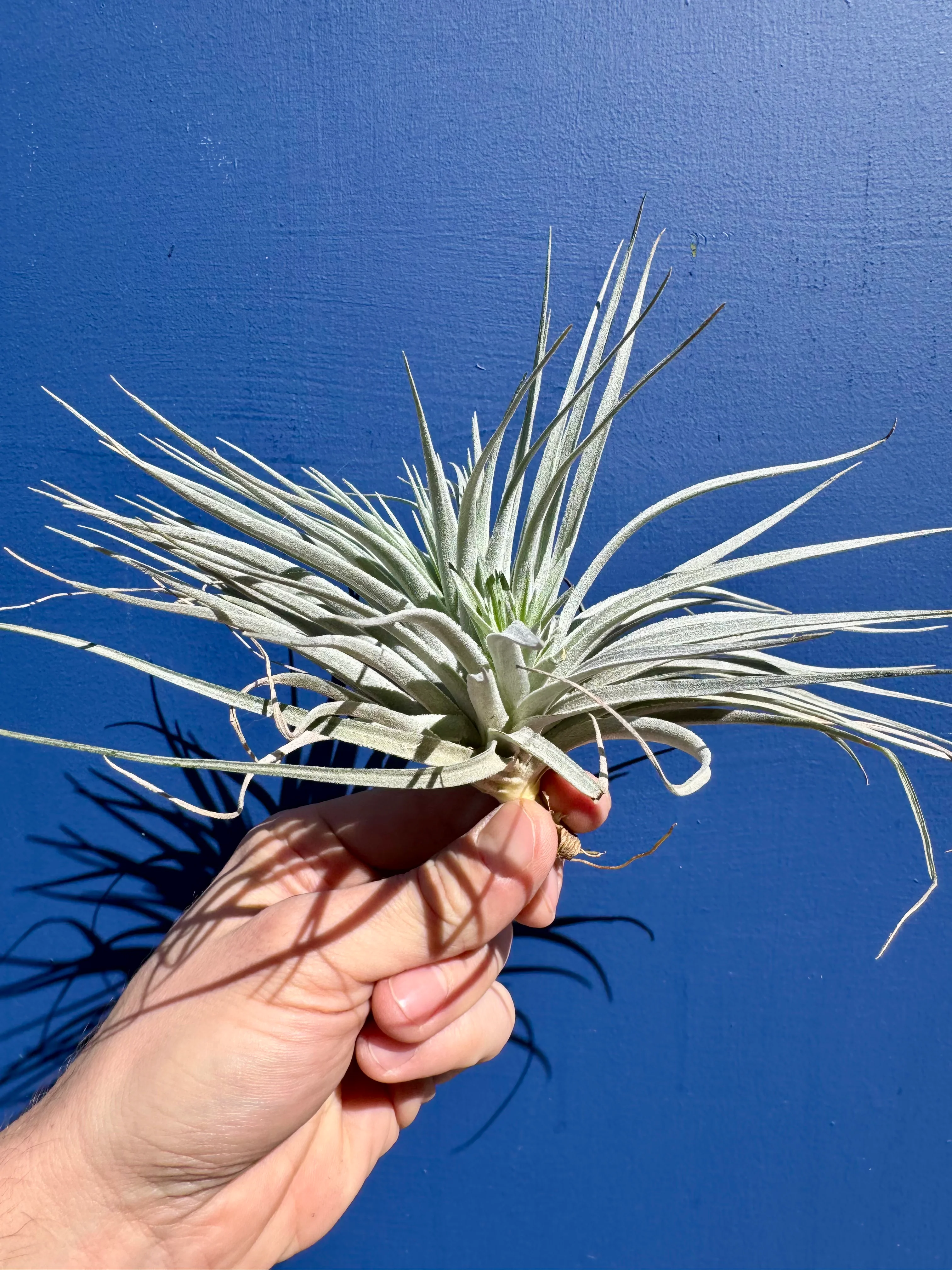 Tillandsia Ionatha Super Silver - Air Plant