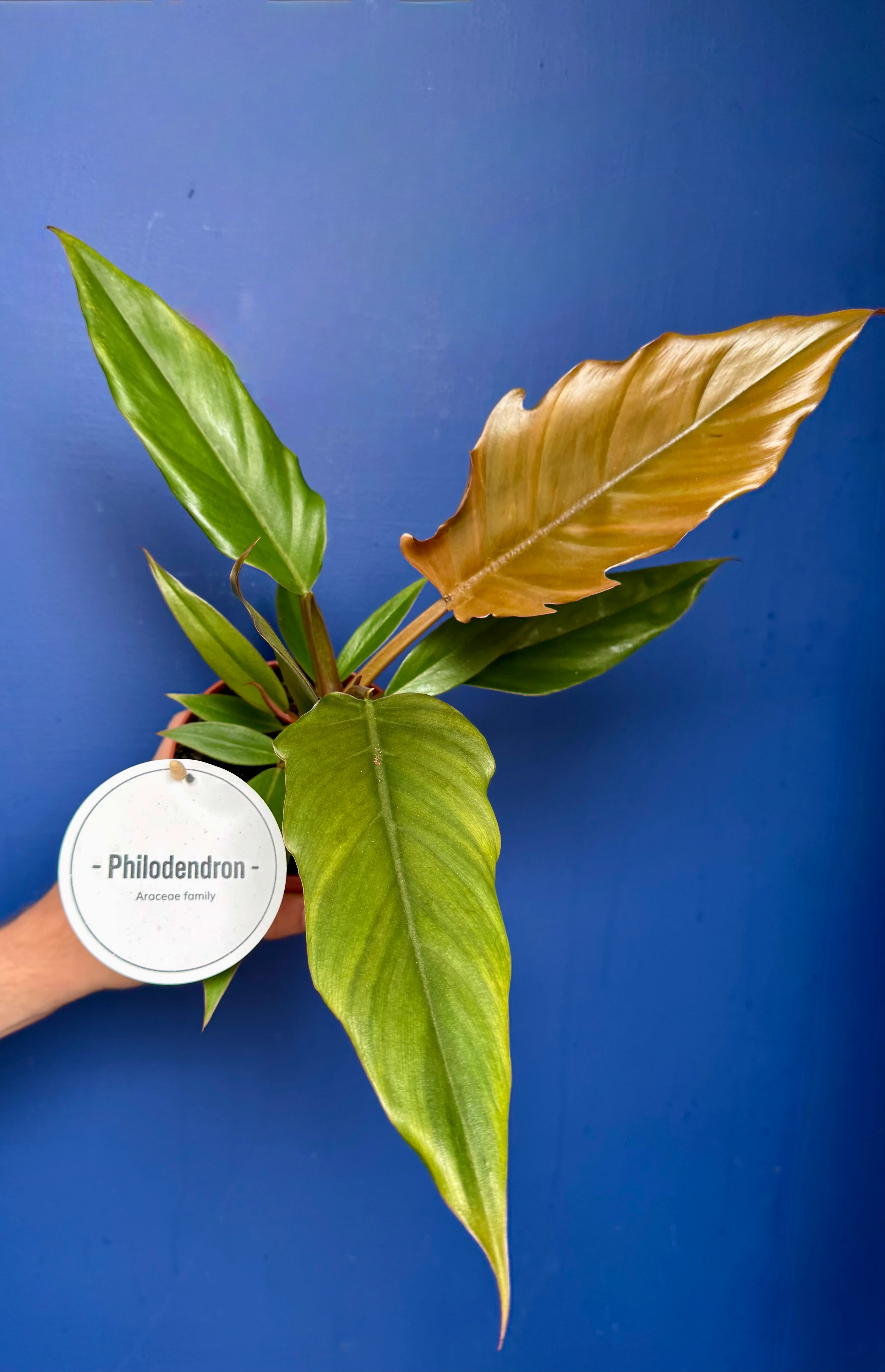 Philodendron Bipinnatifidum - Choco Empress