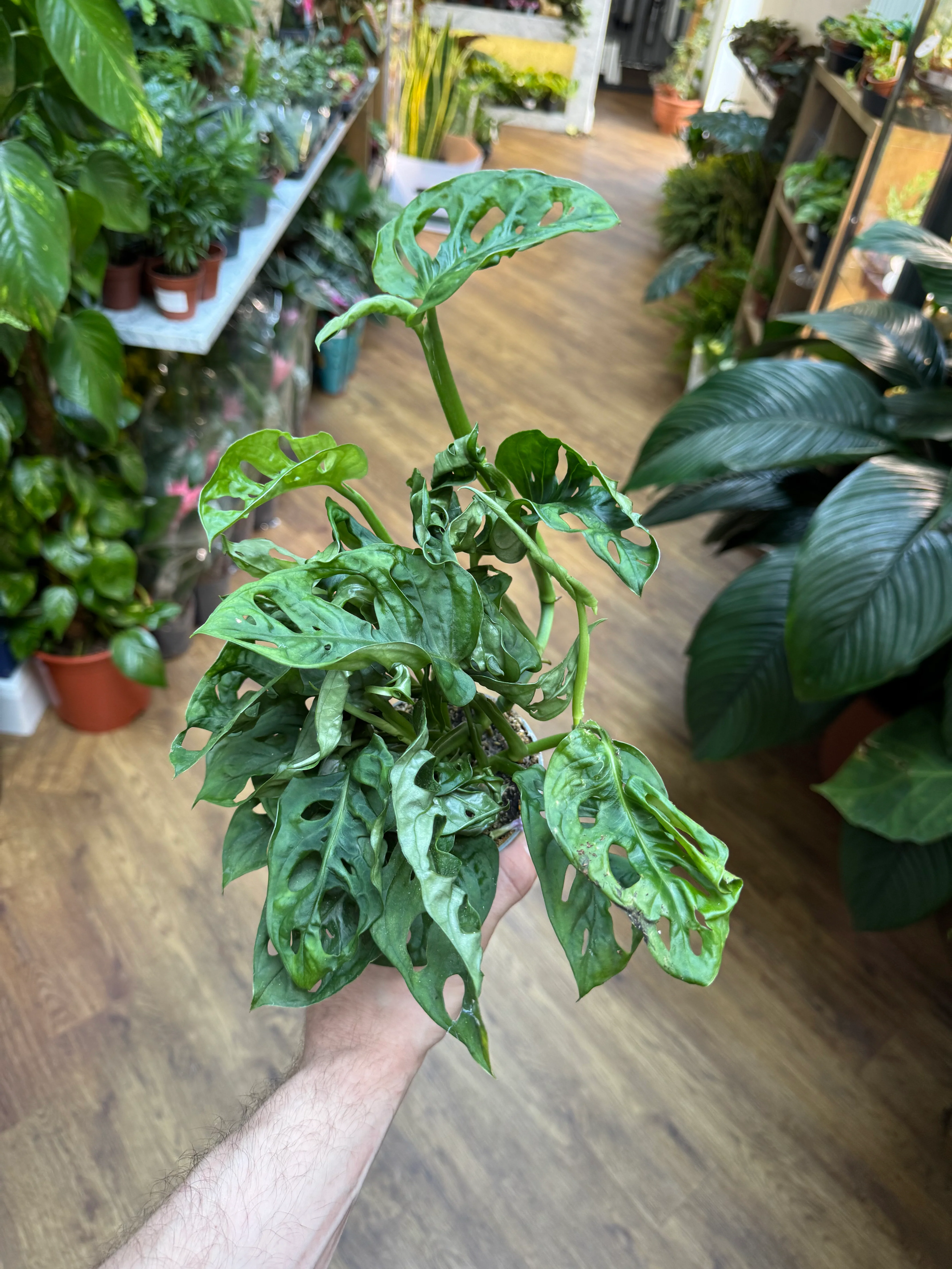 Monstera Obliqua Leichtlinii - Swiss Cheese Vine