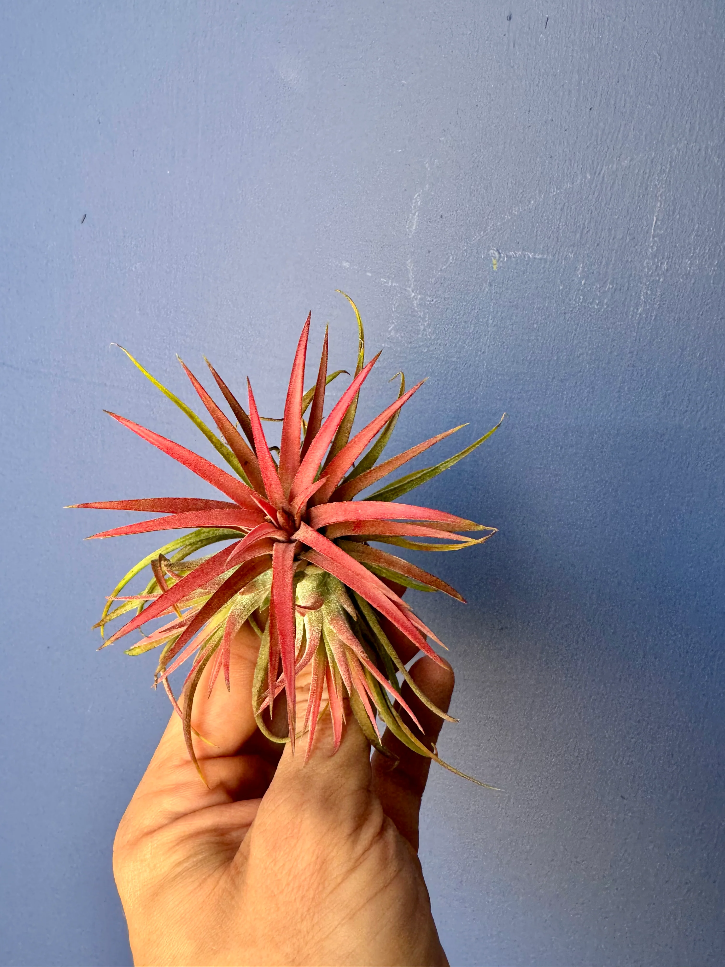 Tillandsia Ionantha Red - Red Air Plant