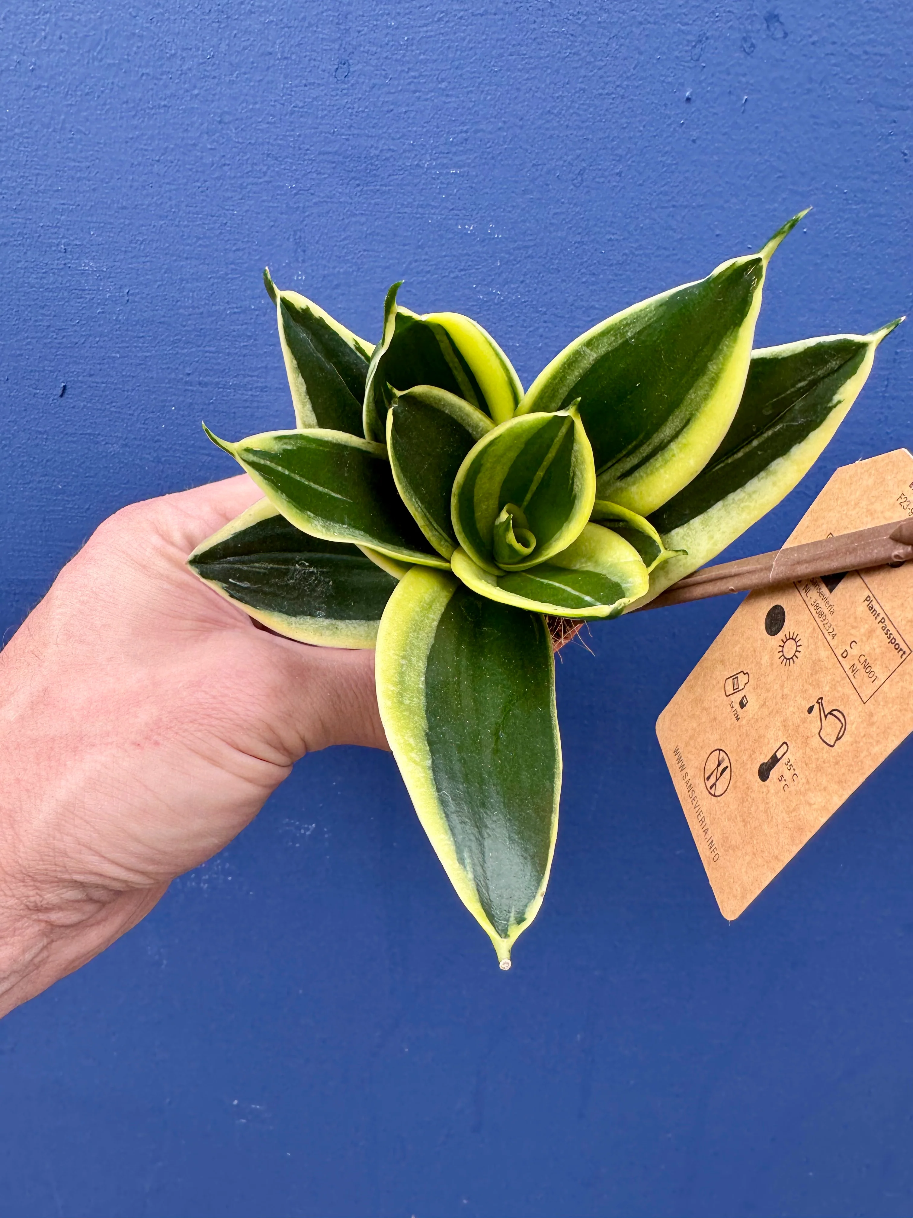 Sansevieria/Dracaena Trifasciata Golden Hahnii Birds Nest Snake Plant