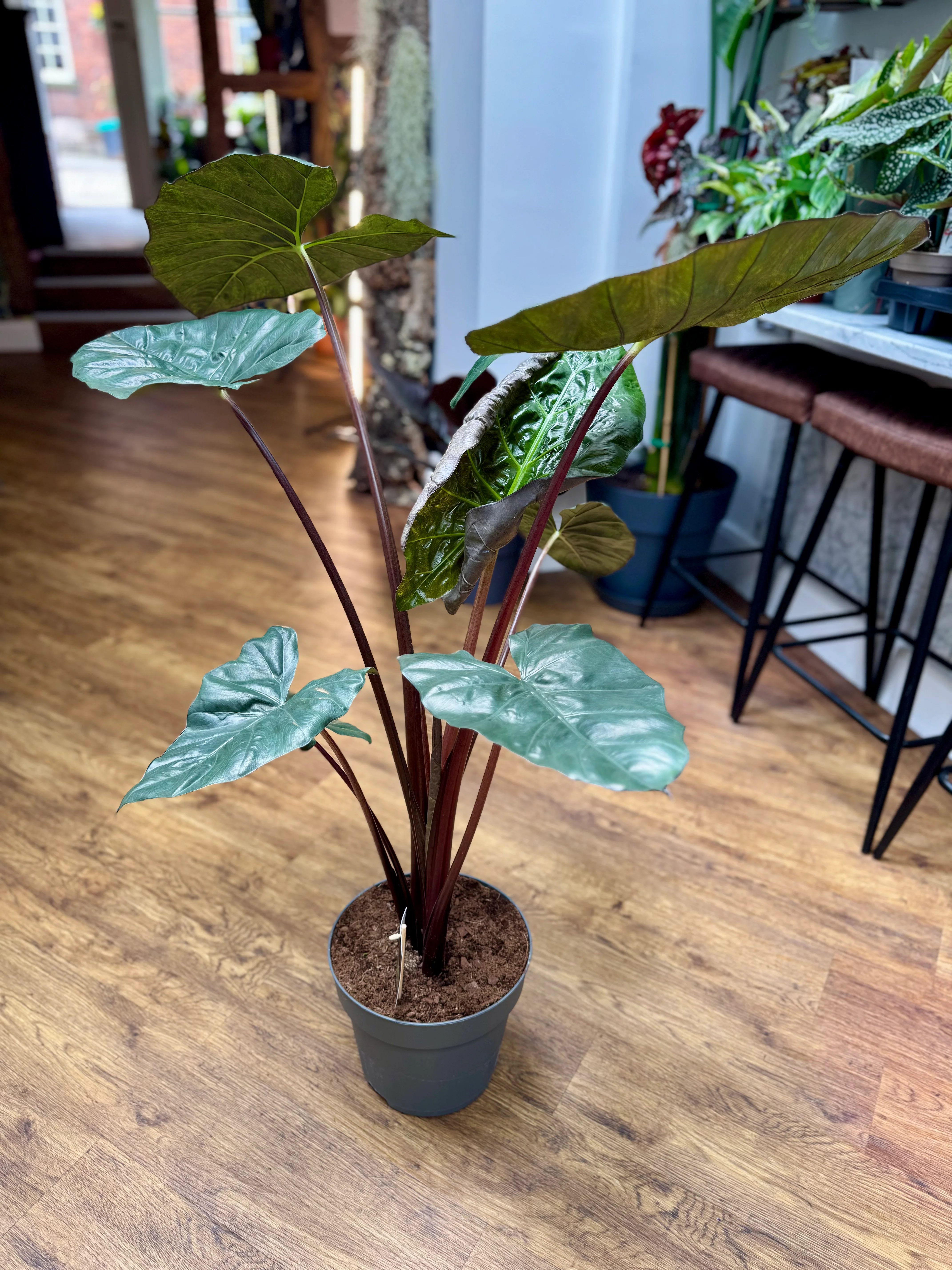 Alocasia Sarawakensis - Alocasia Yucatan Princess