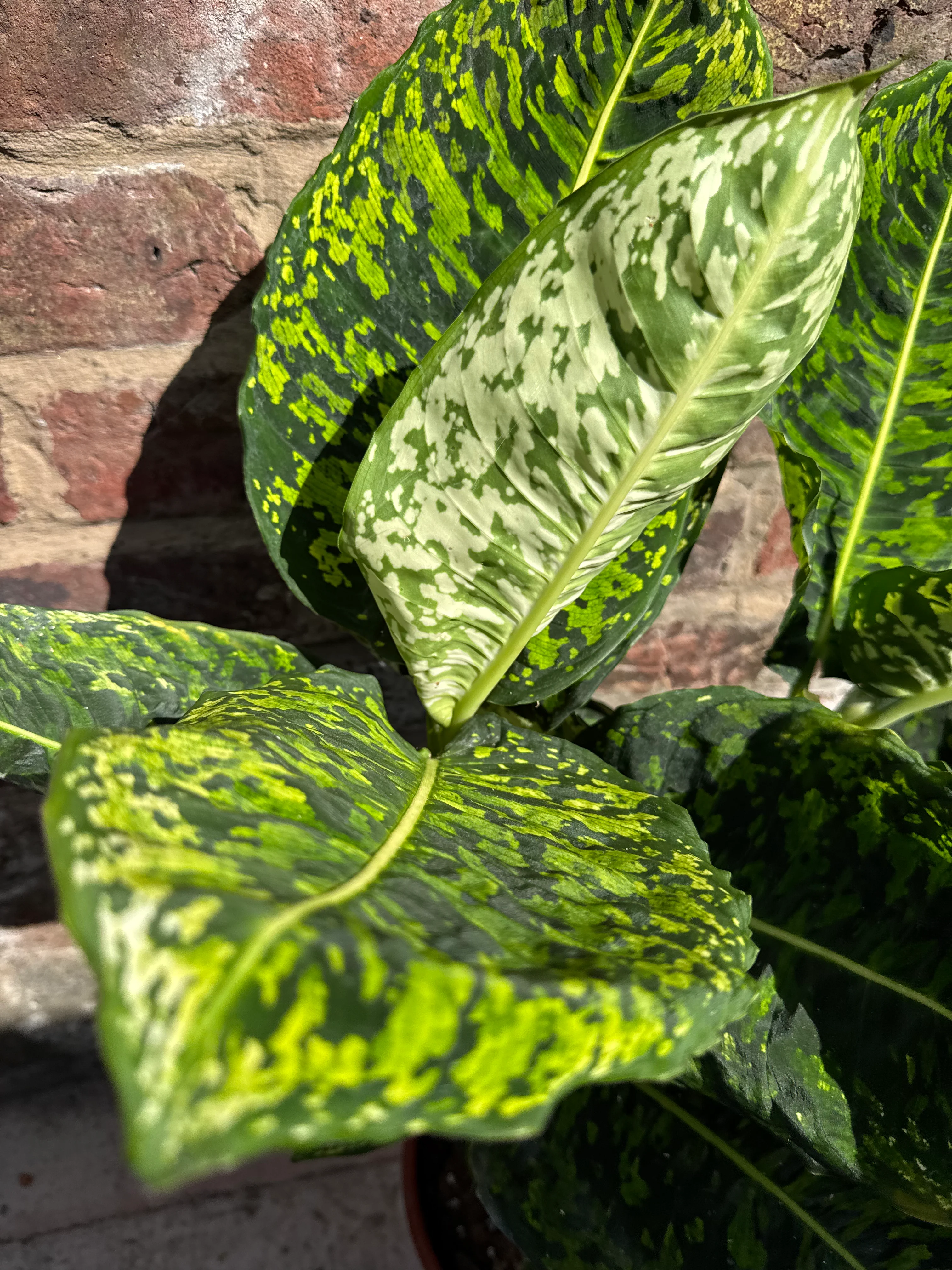 Dieffenbachia Reflector - Dumb Cane Plant
