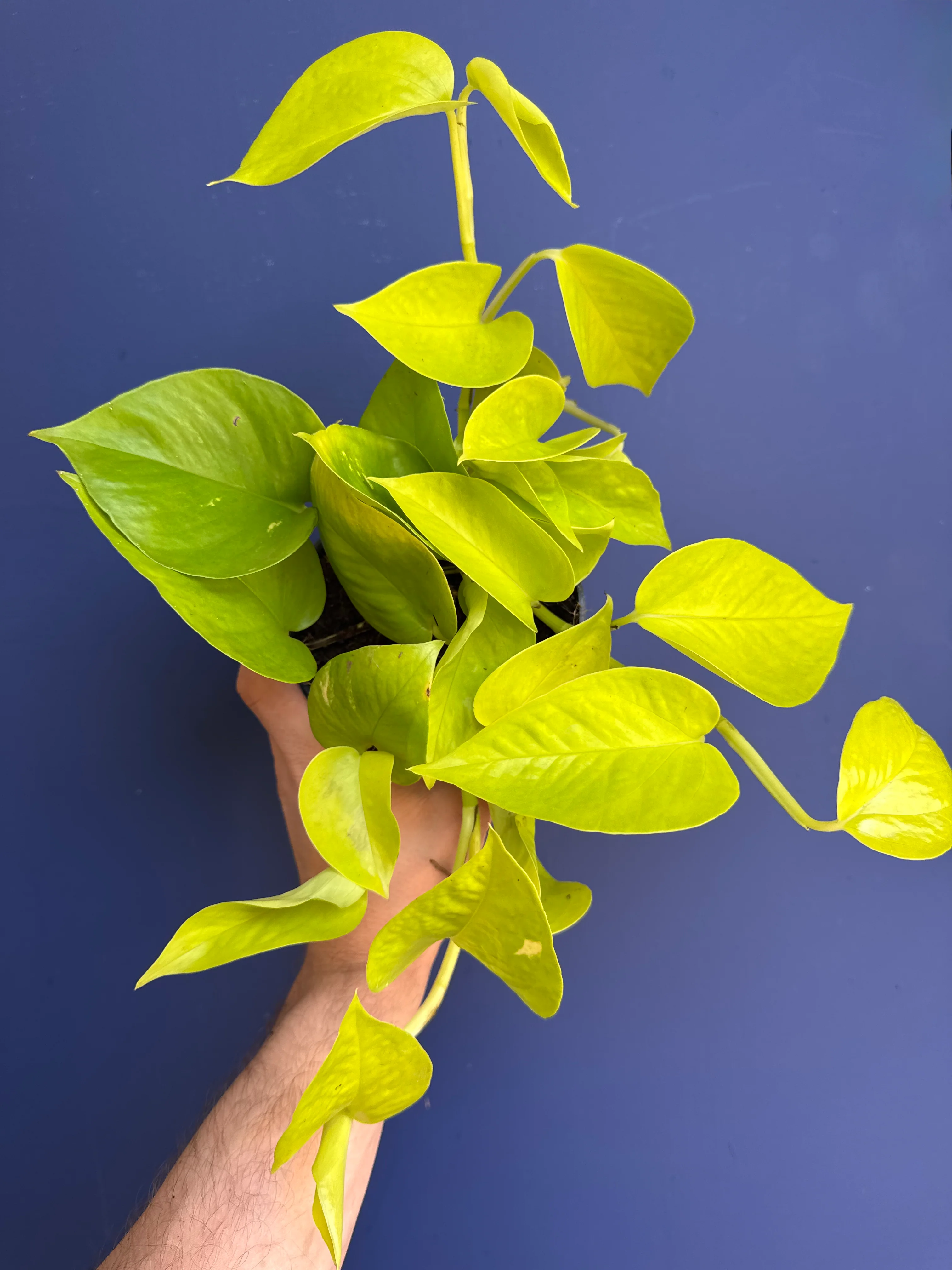 Epipremnum Aureum Golden Neon - Neon Pothos