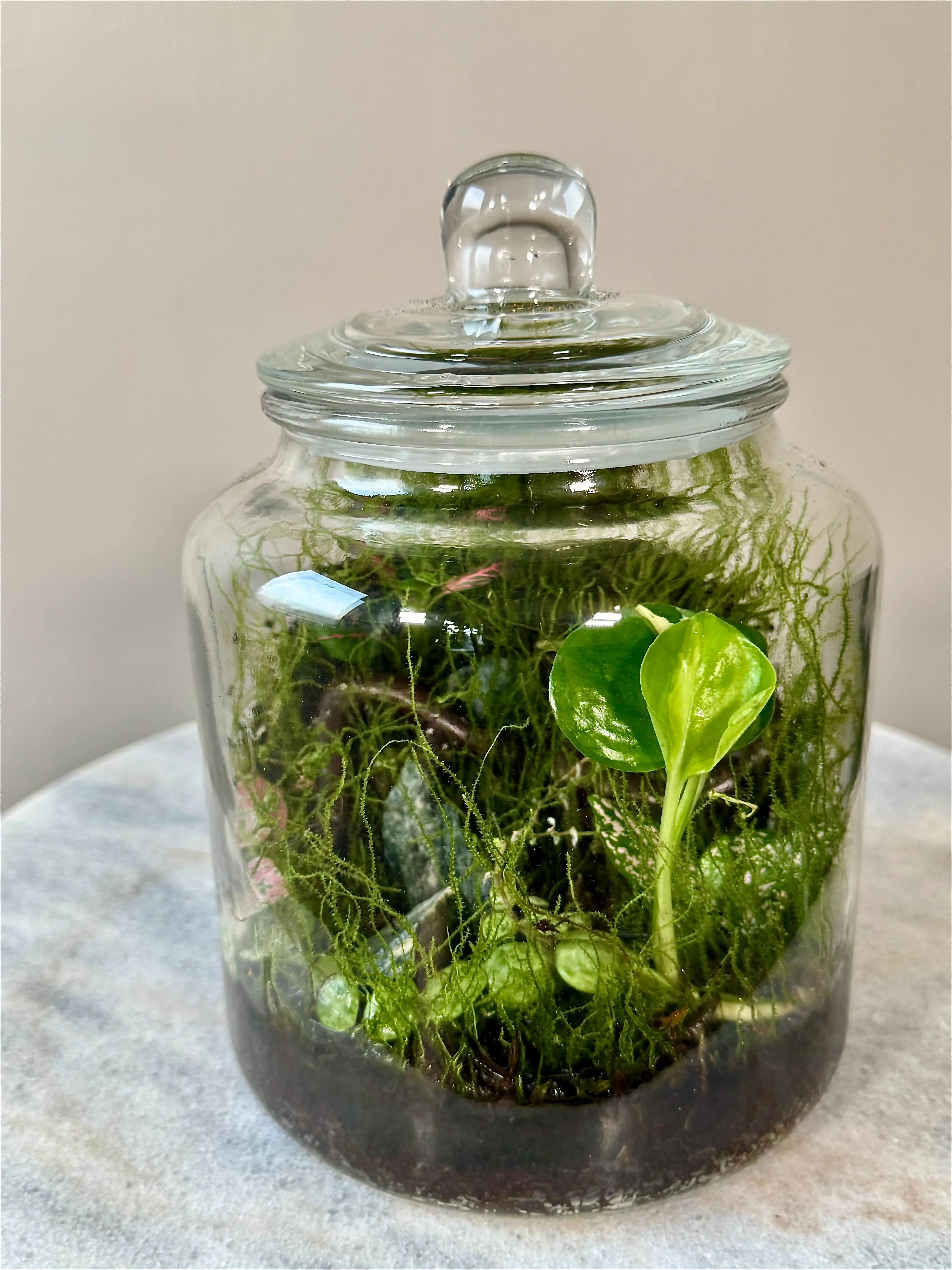 Cookie Jar Style Terrarium