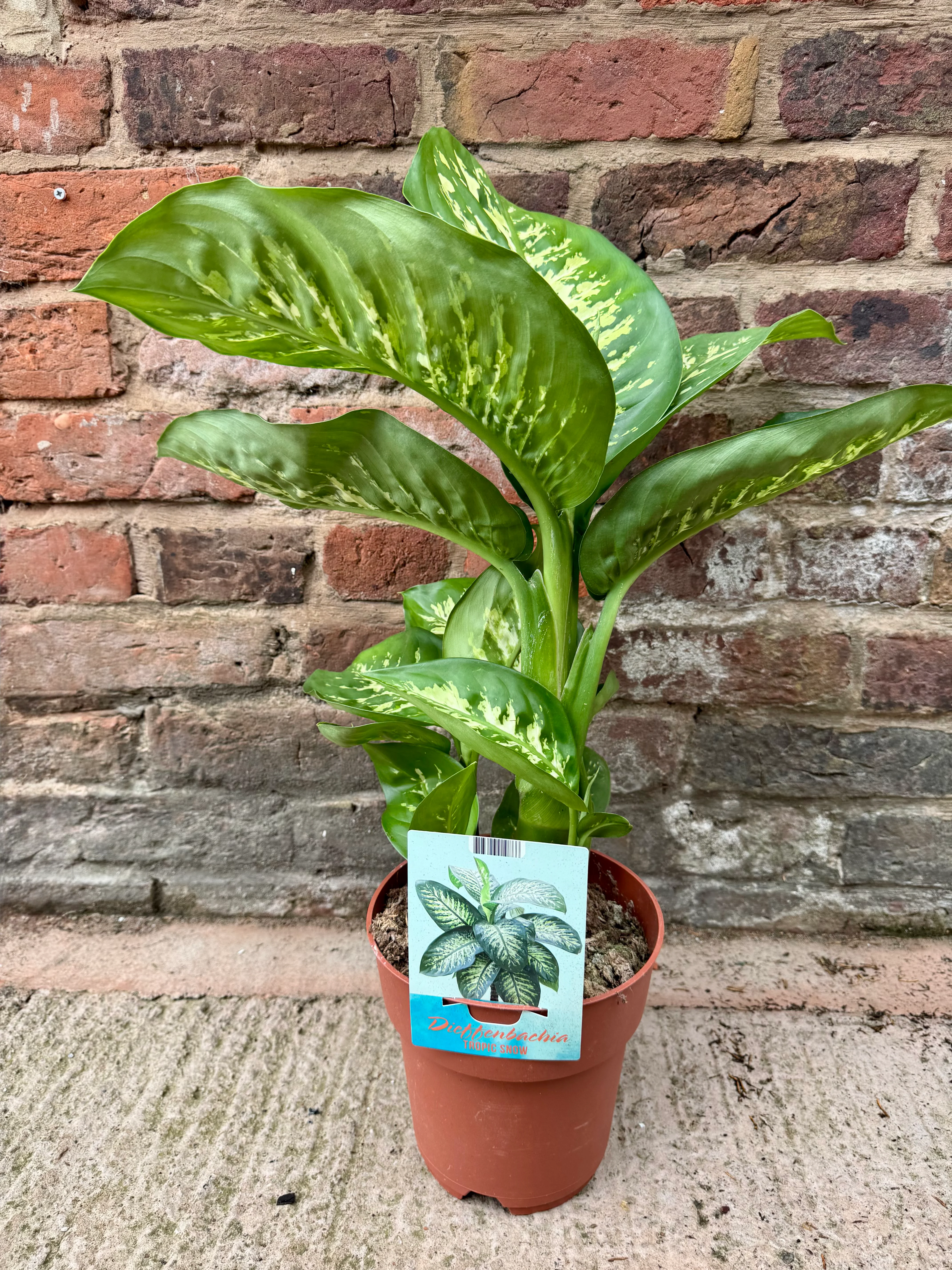 Dieffenbachia Tropic Snow - Dumb Cane Plant