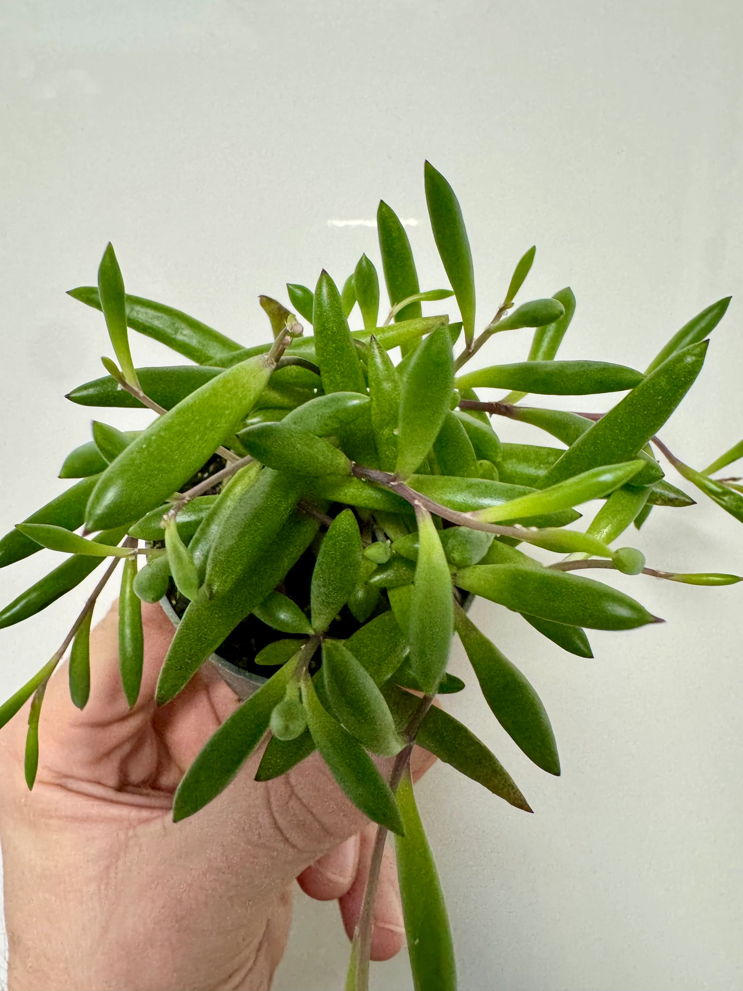 Senecio Herreanus 'Purple Flush' - String of Purple Bananas