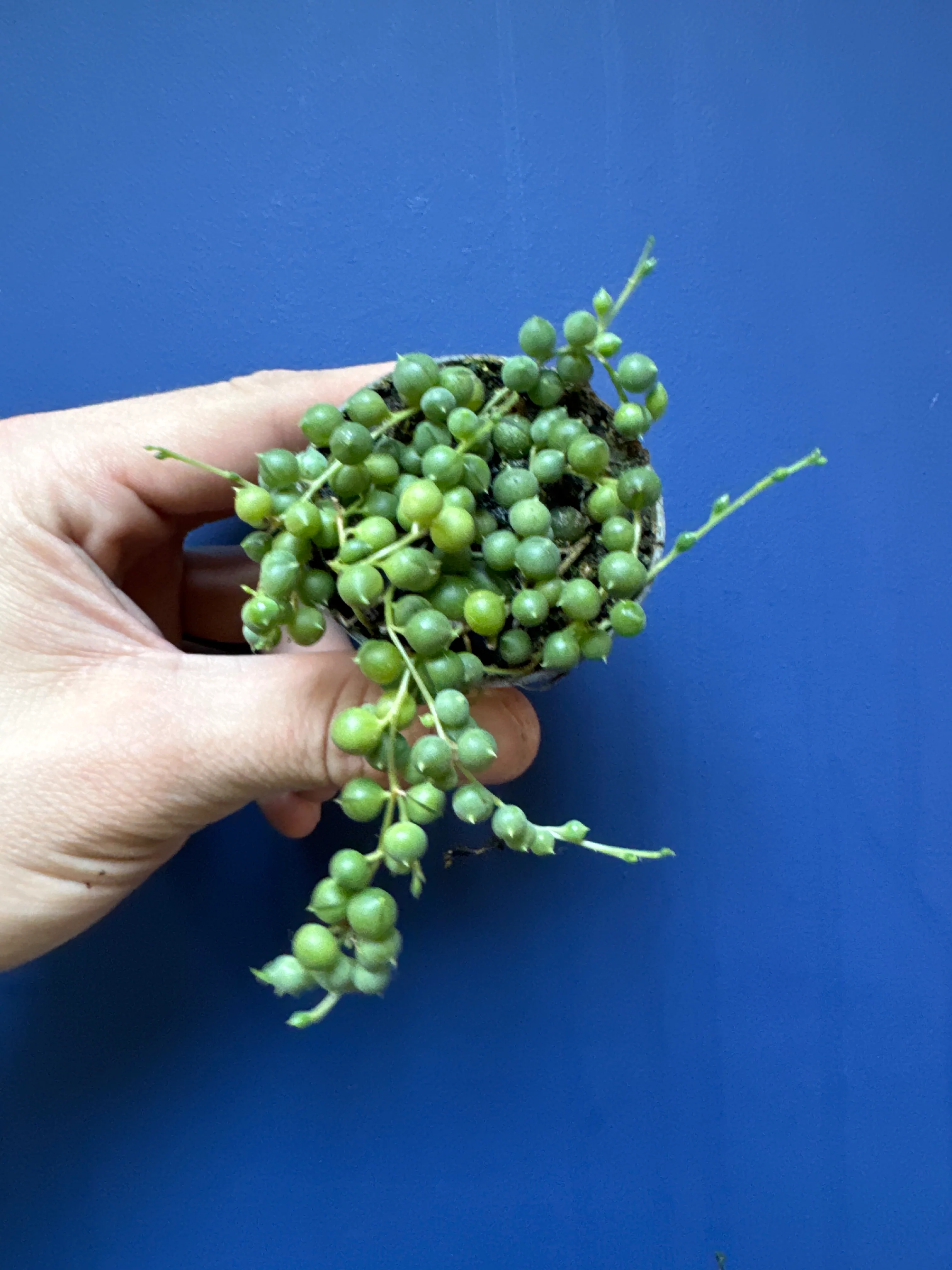 Senecio Herreianus - String of Beads/String of Watermelons