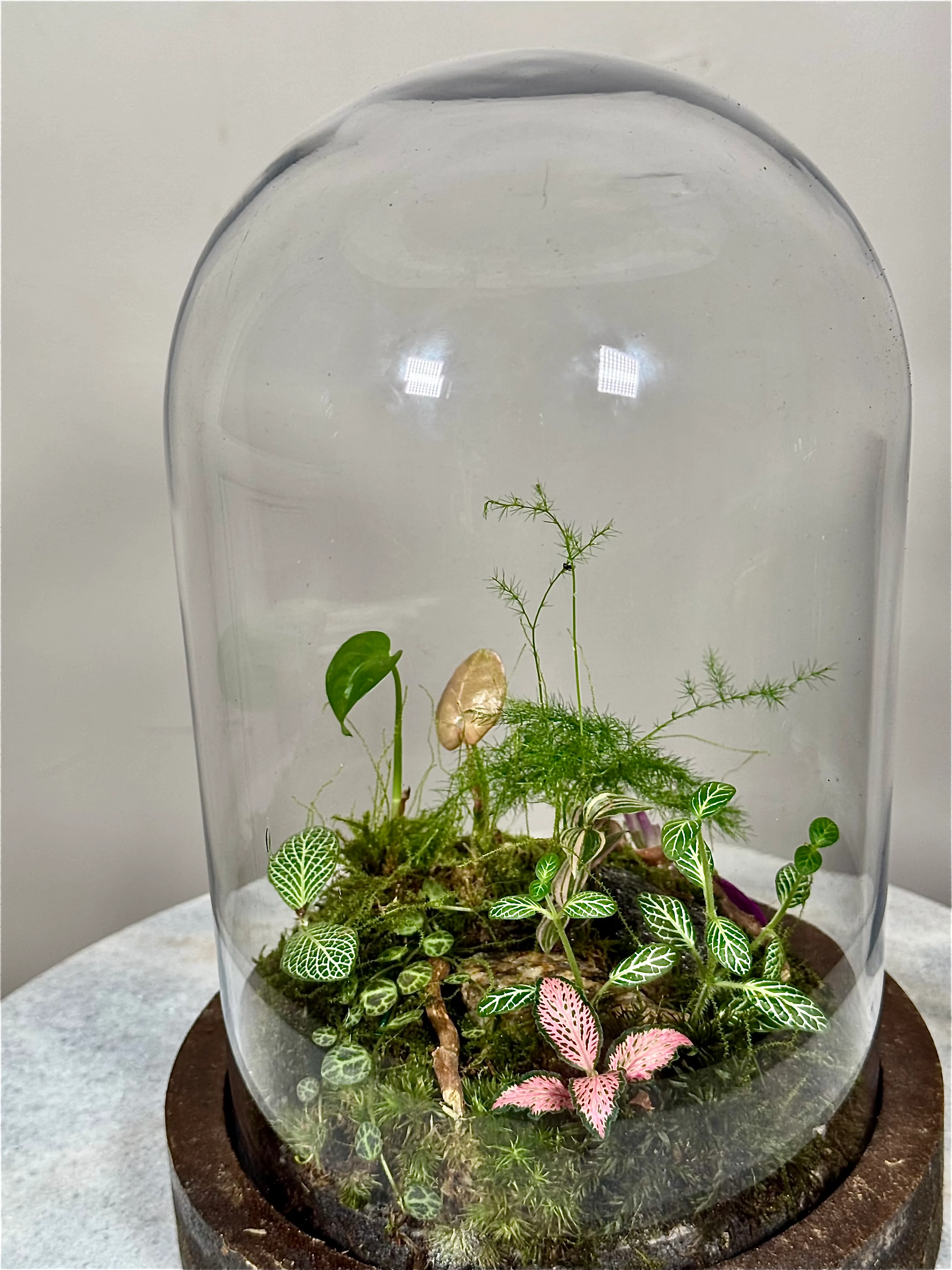 Wooden Dome Terrarium