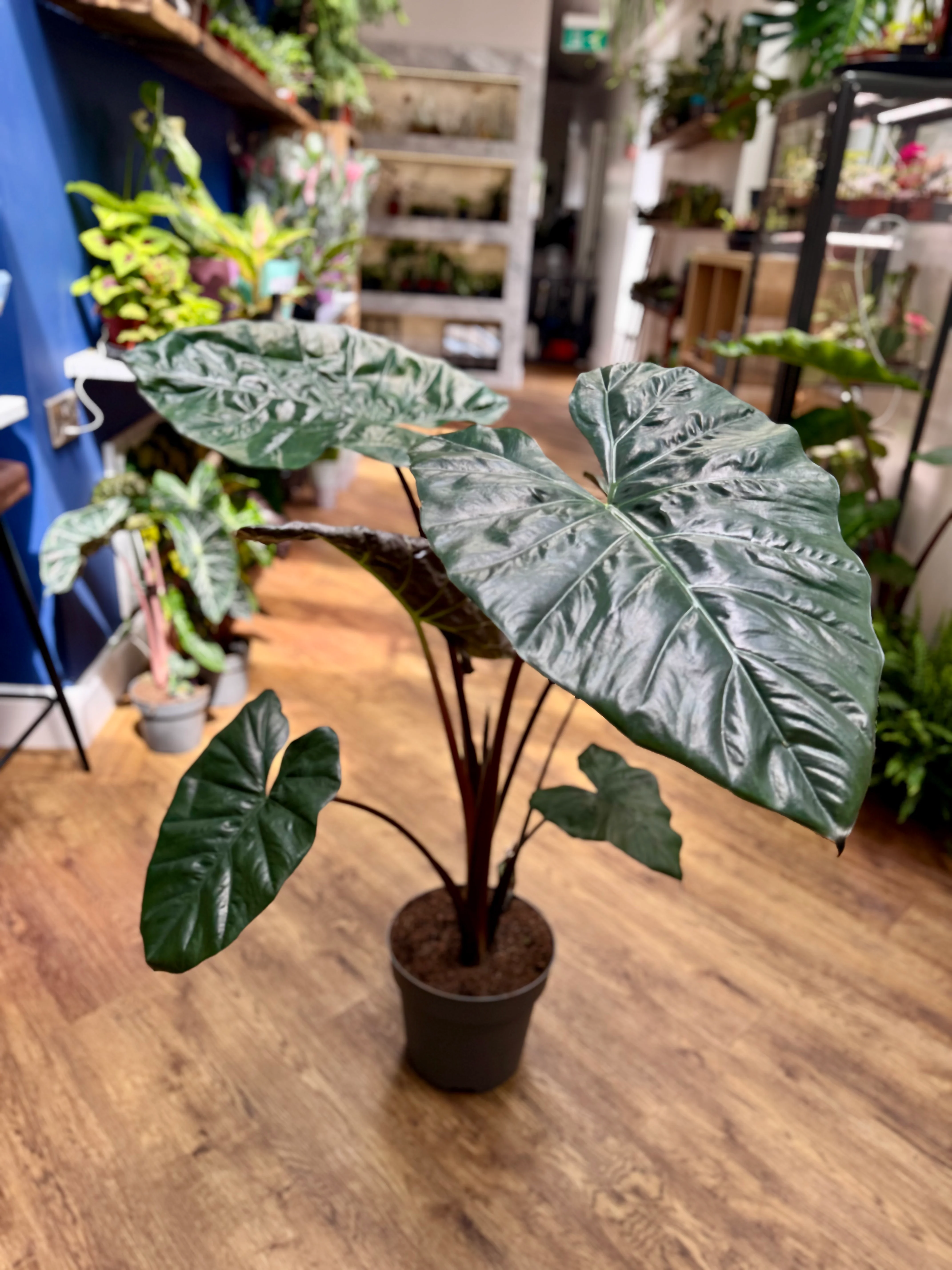 Alocasia Sarawakensis - Alocasia Yucatan Princess