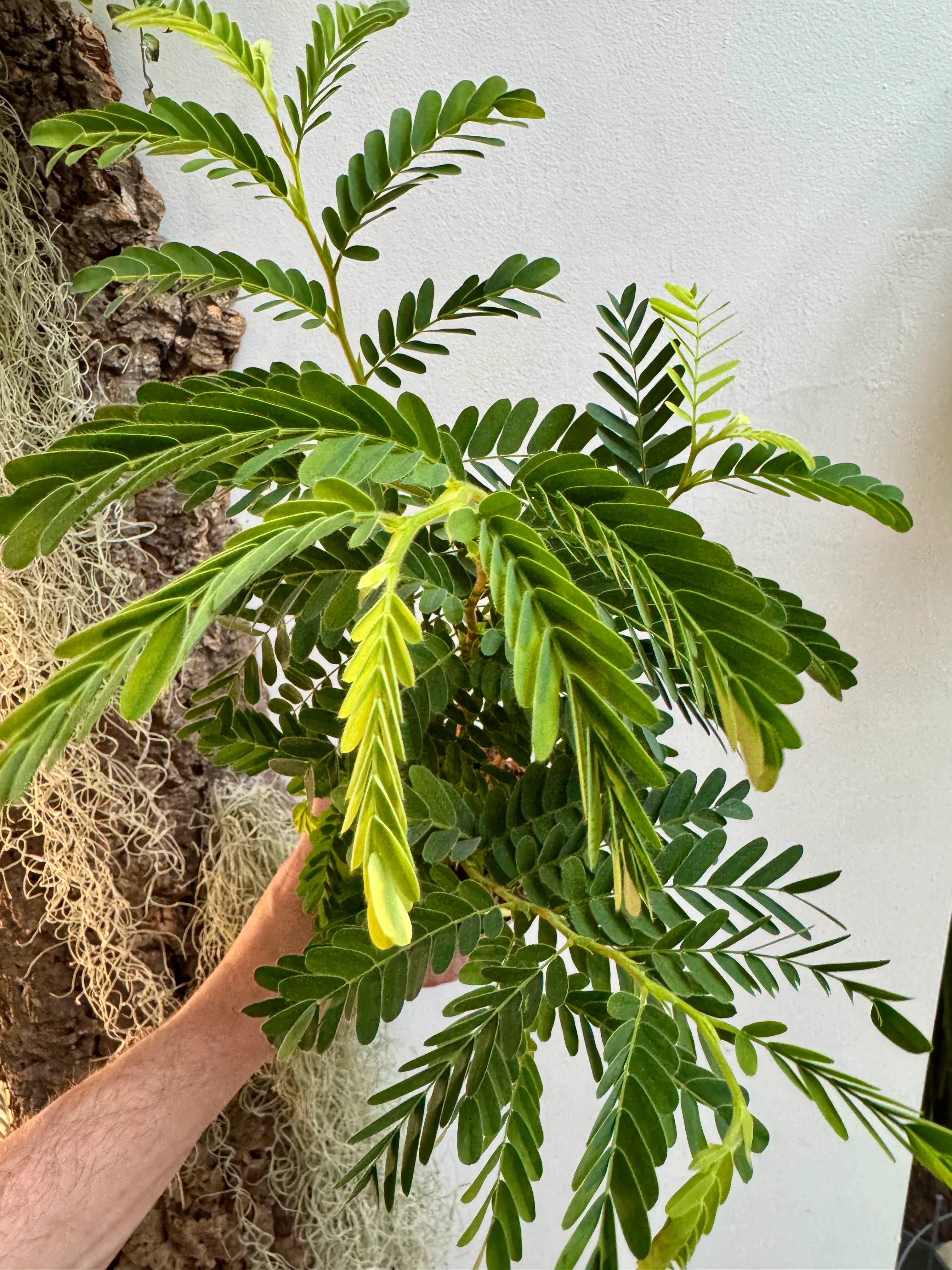 Tamarindus Indica - Tamarind Tree