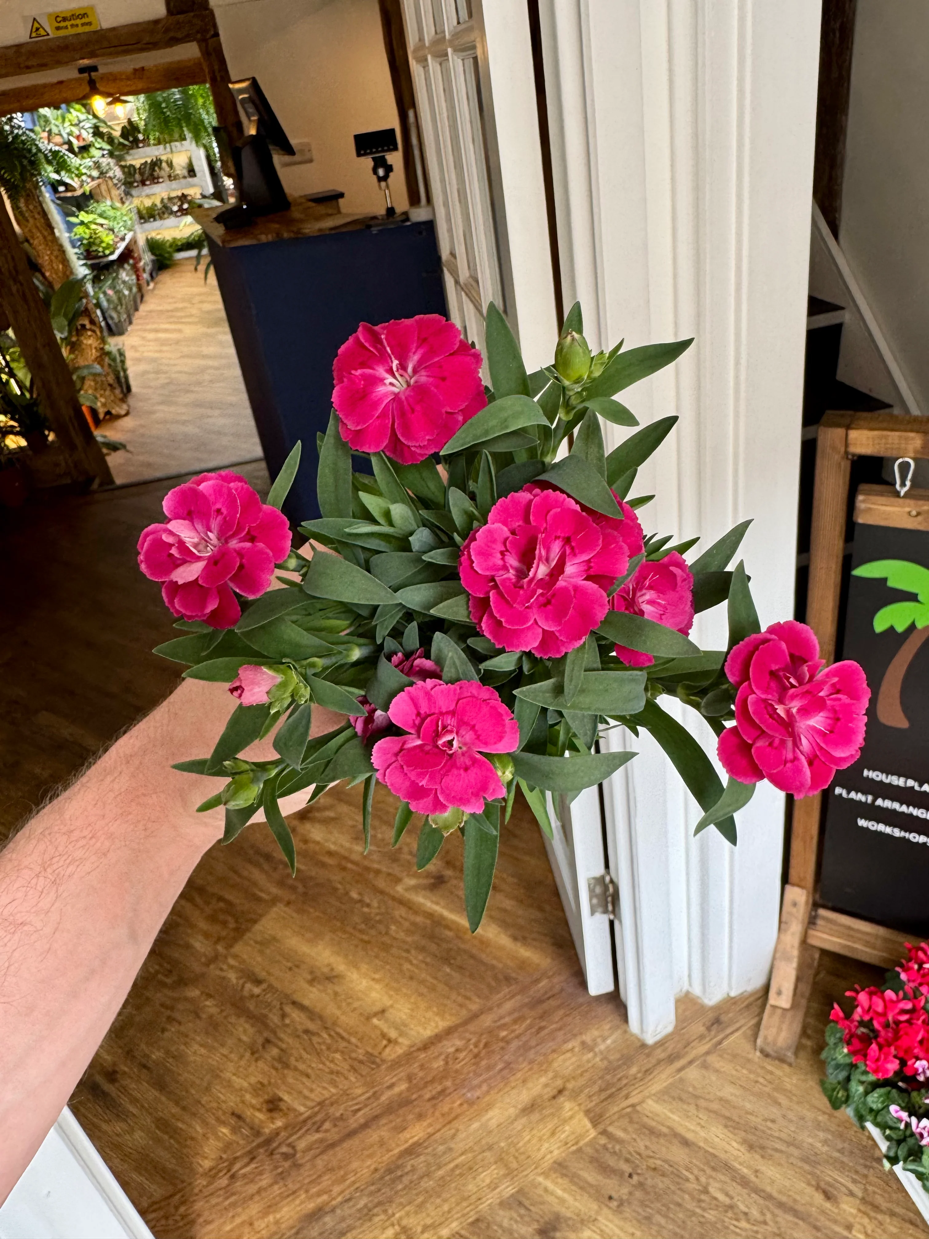 Dianthus - Carnation