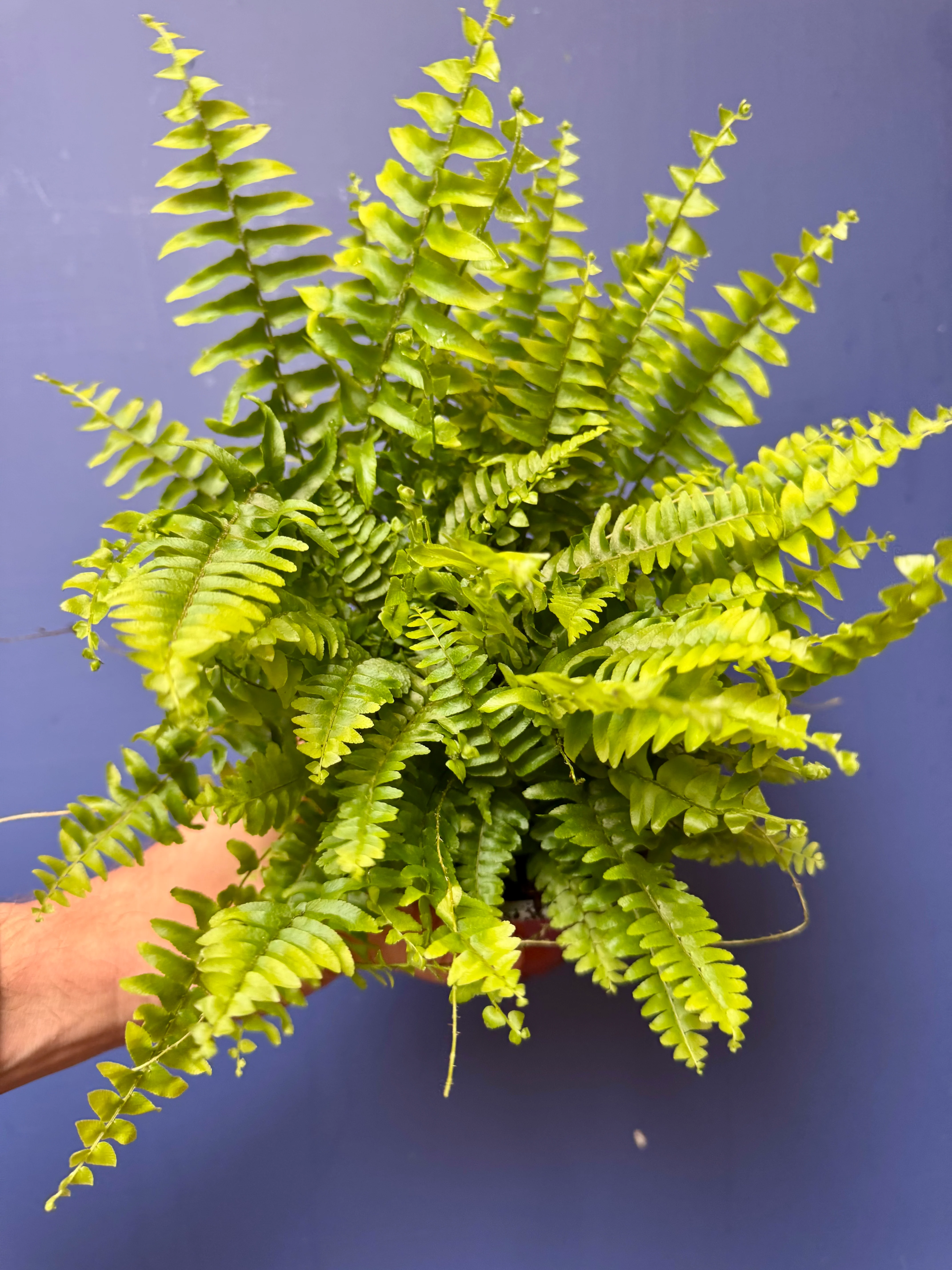 Nephrolepis Exaltata - Boston Fern