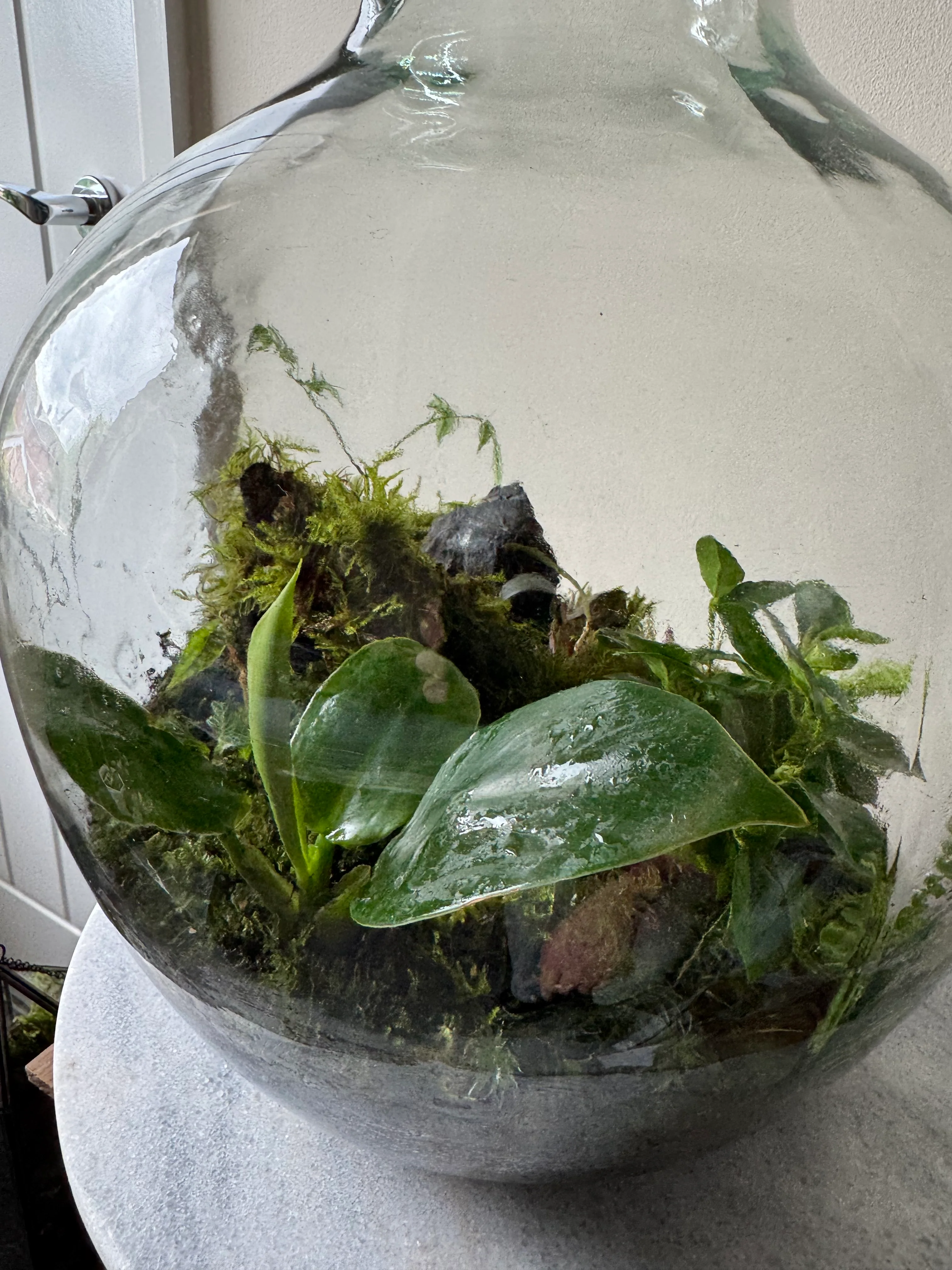 Large Heavy Glass Carboy Planted Terrarium