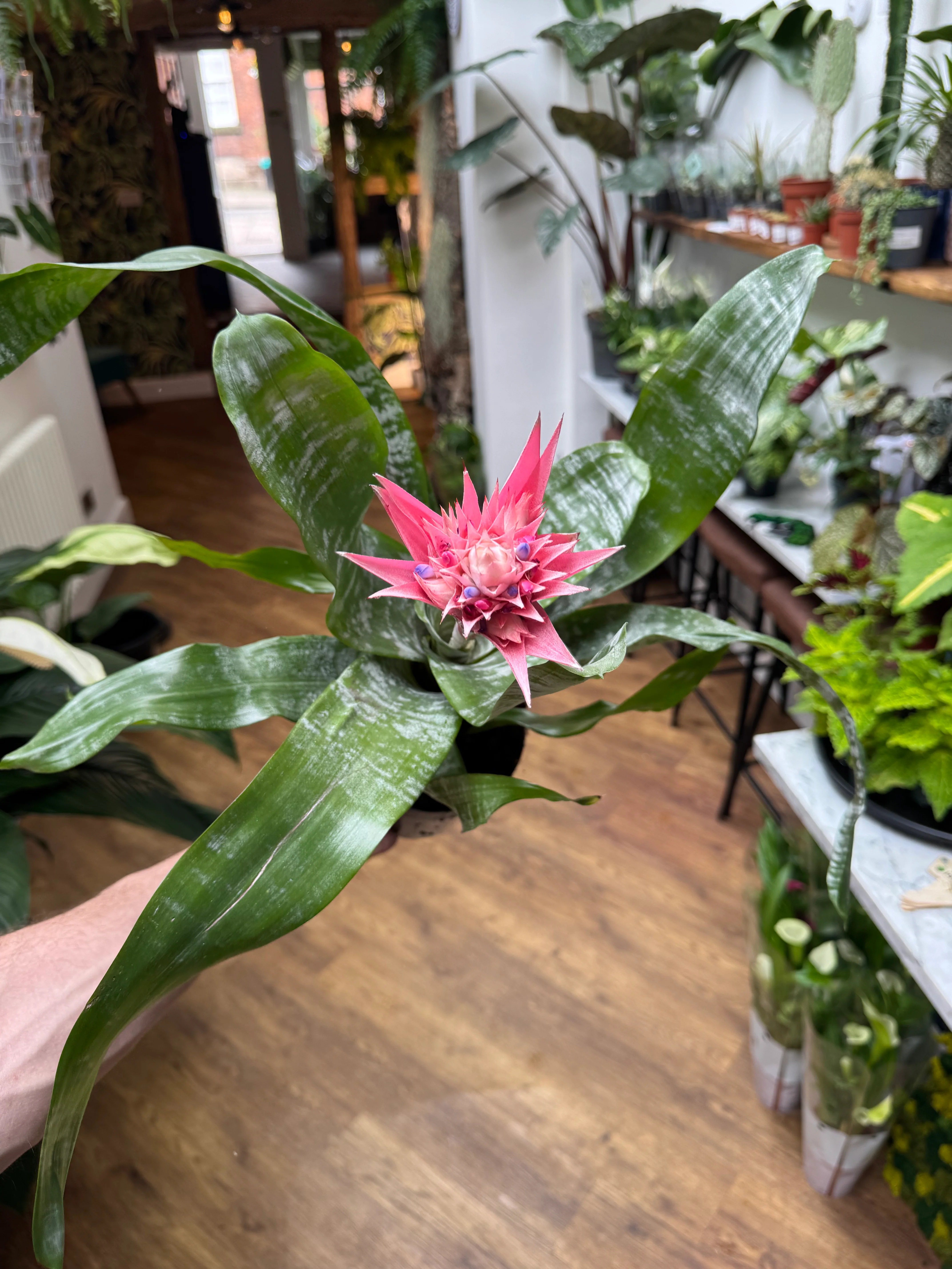 Aechmea Primera - Urn Plant
