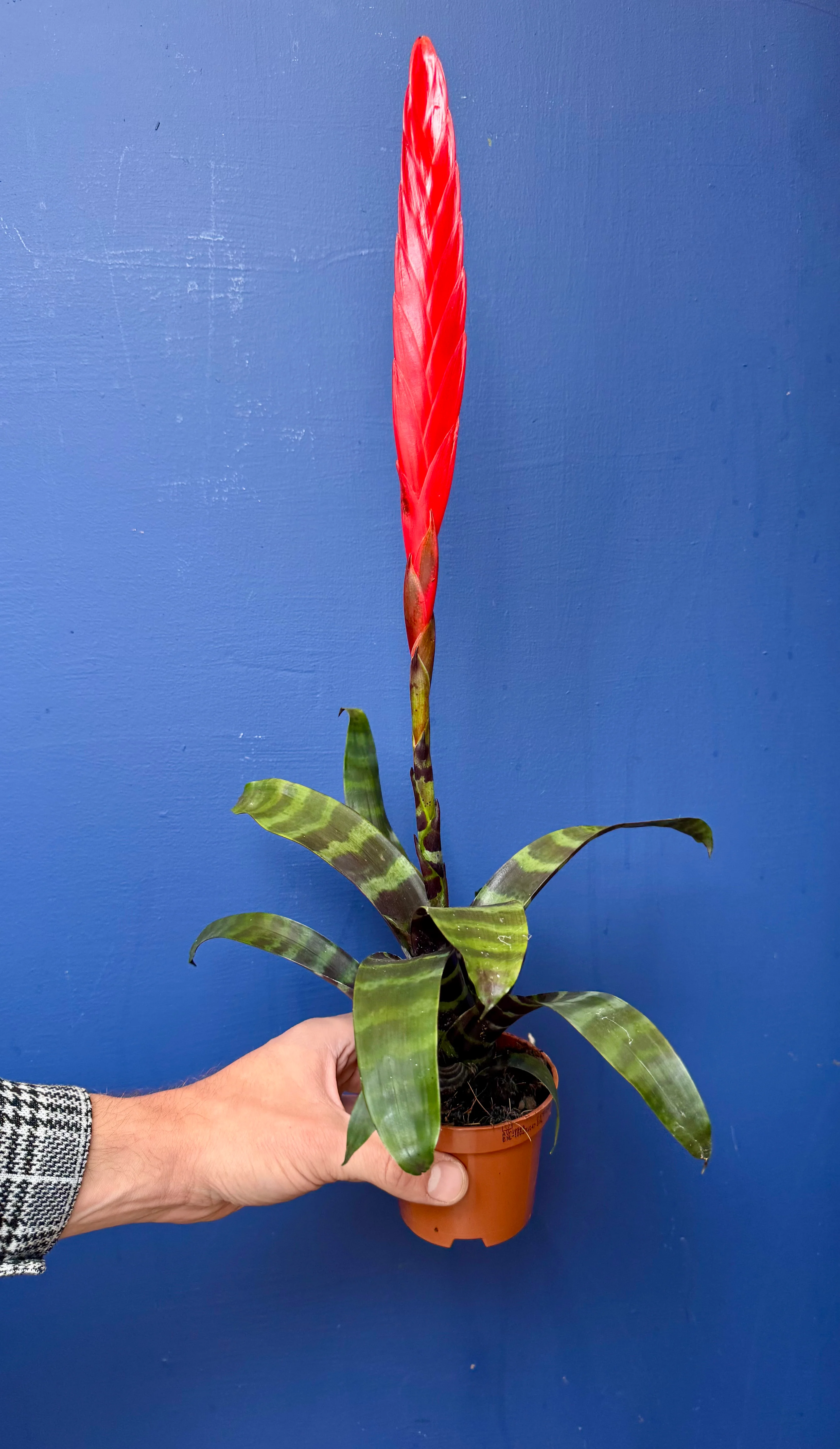 Vriesea Era - Bromeliad Flaming Sword