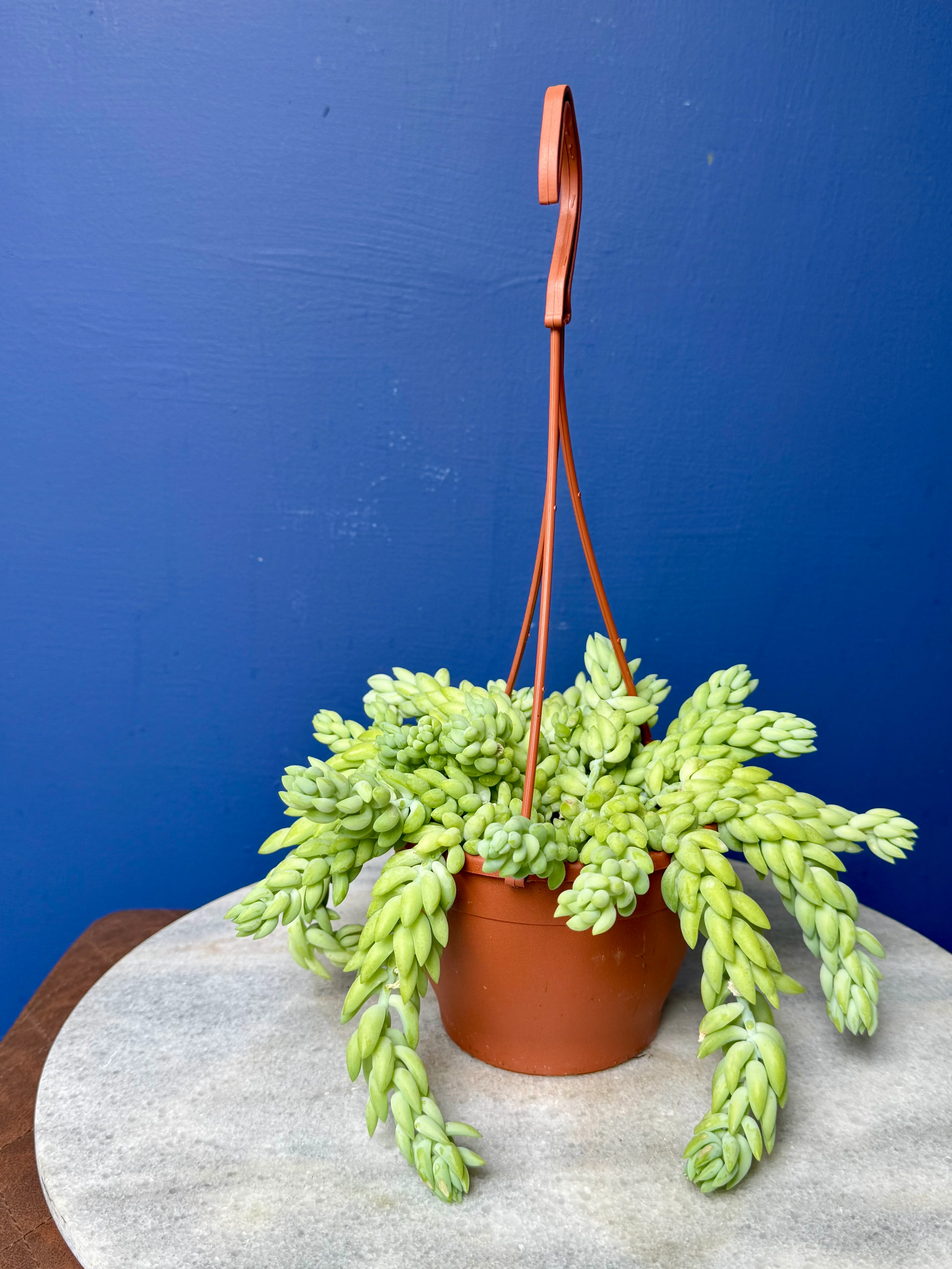 Sedum Morganianum - Burro's/Donkey's Tail