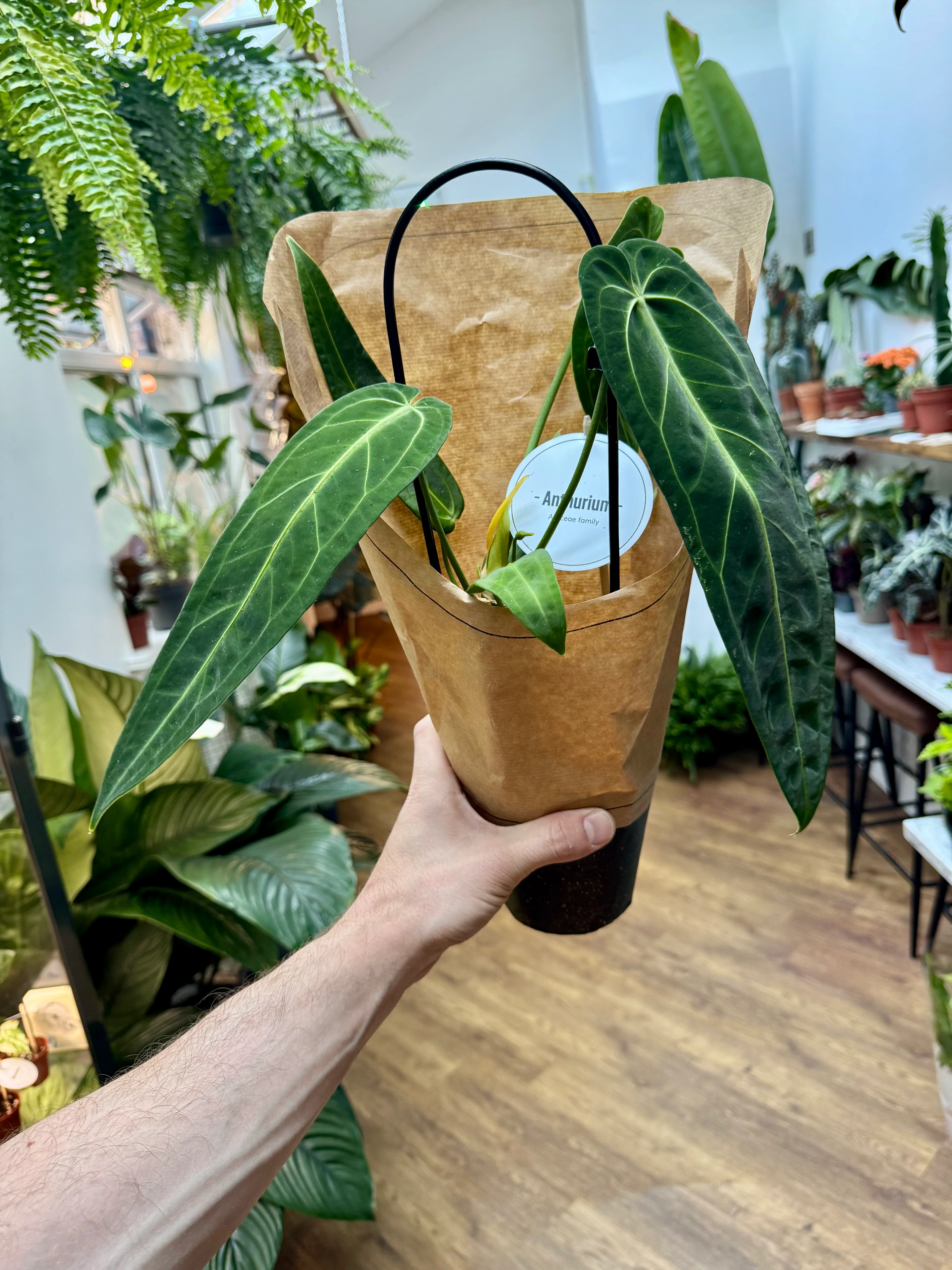 Anthurium Warocqueanum - Queen Anthurium