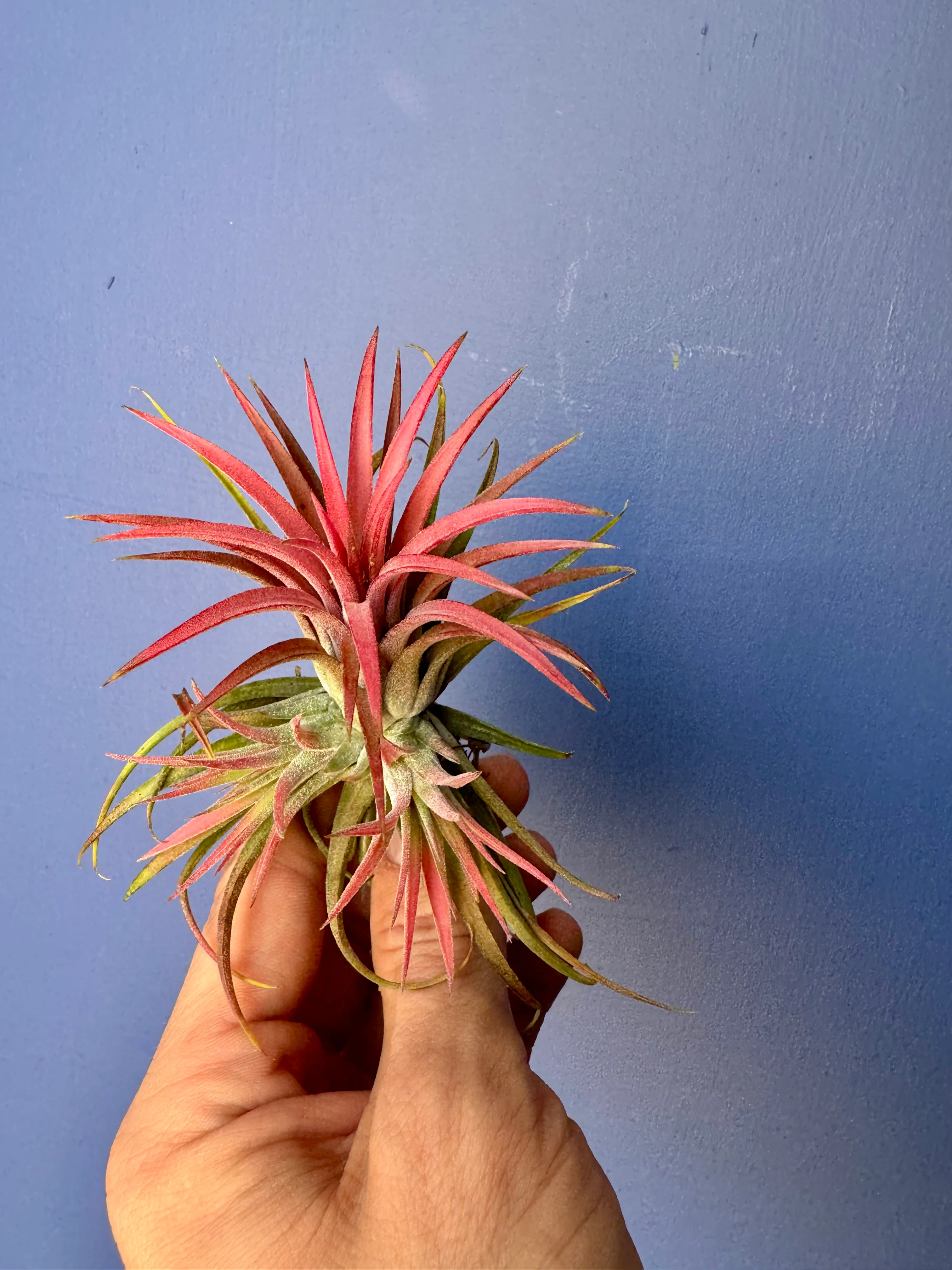 Tillandsia Ionantha Red - Red Air Plant