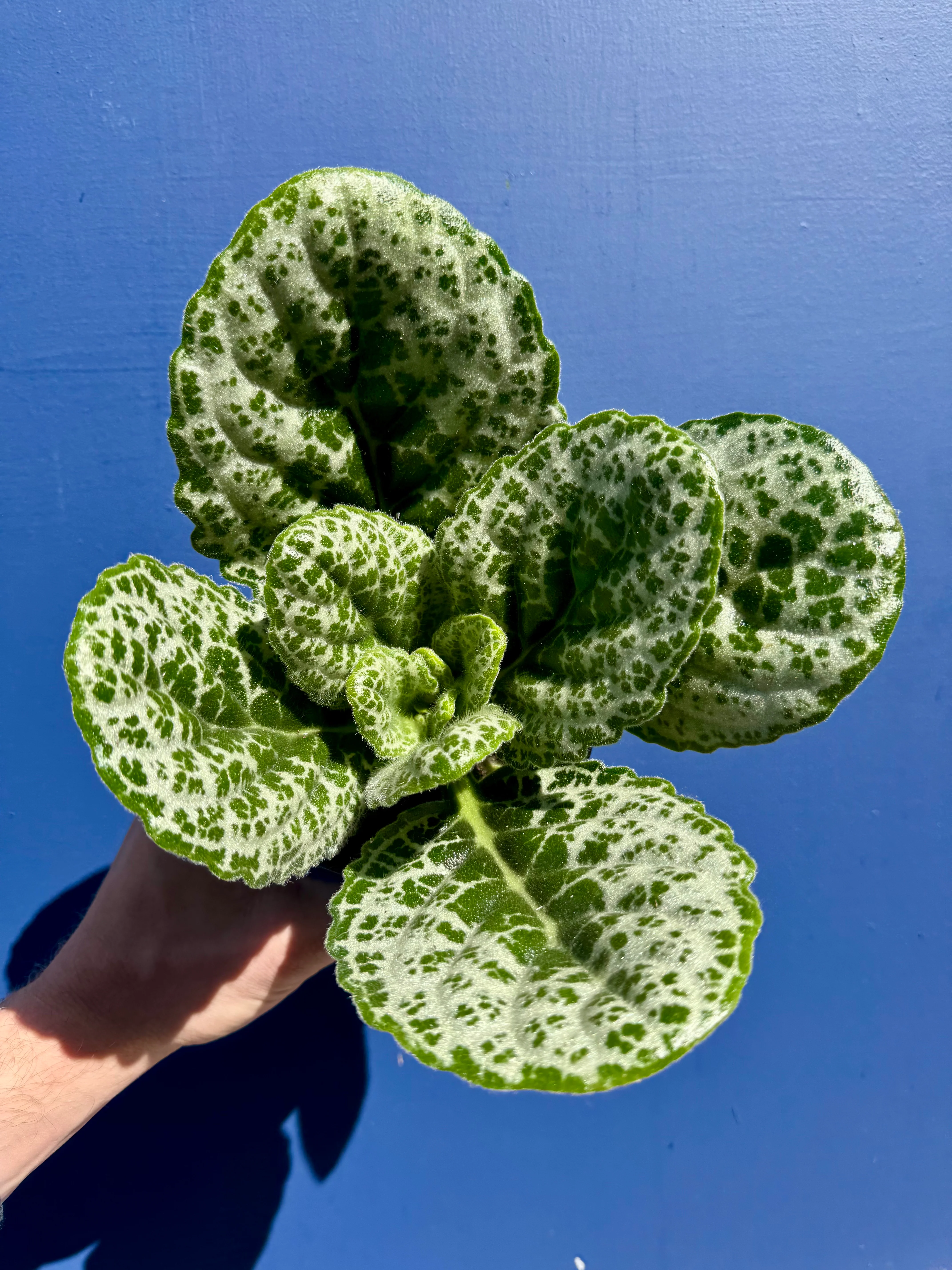 Streptocarpus Saxorum - Pretty Turtle