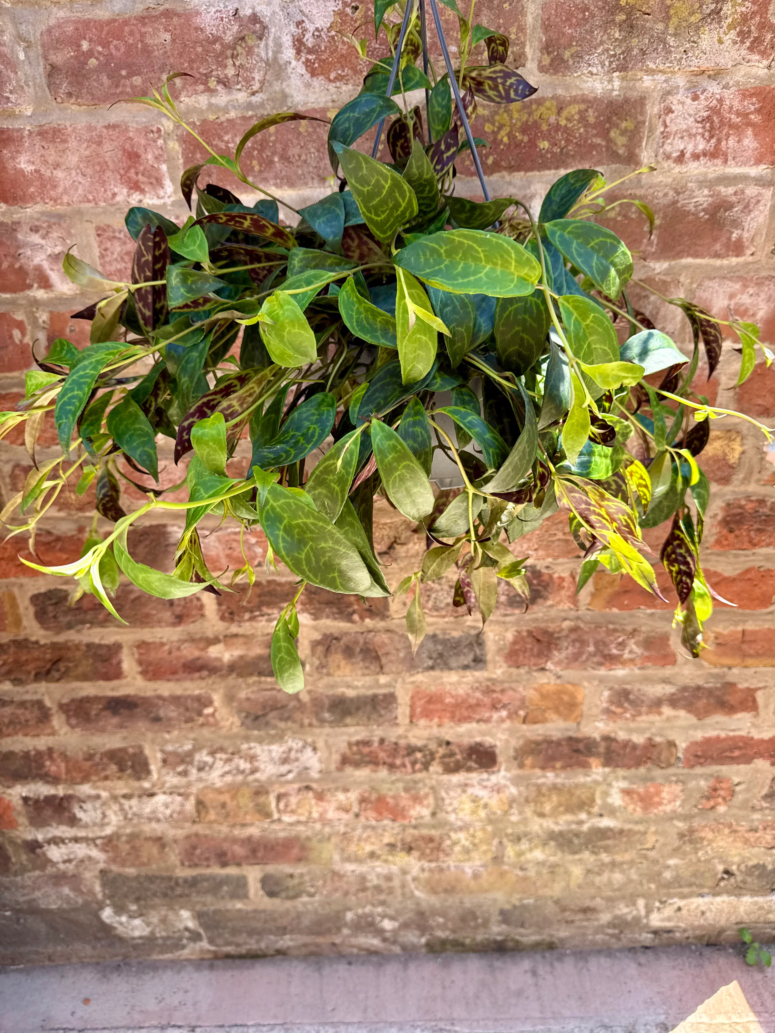 Aeschynanthus Marmoratus - Zebra Vine