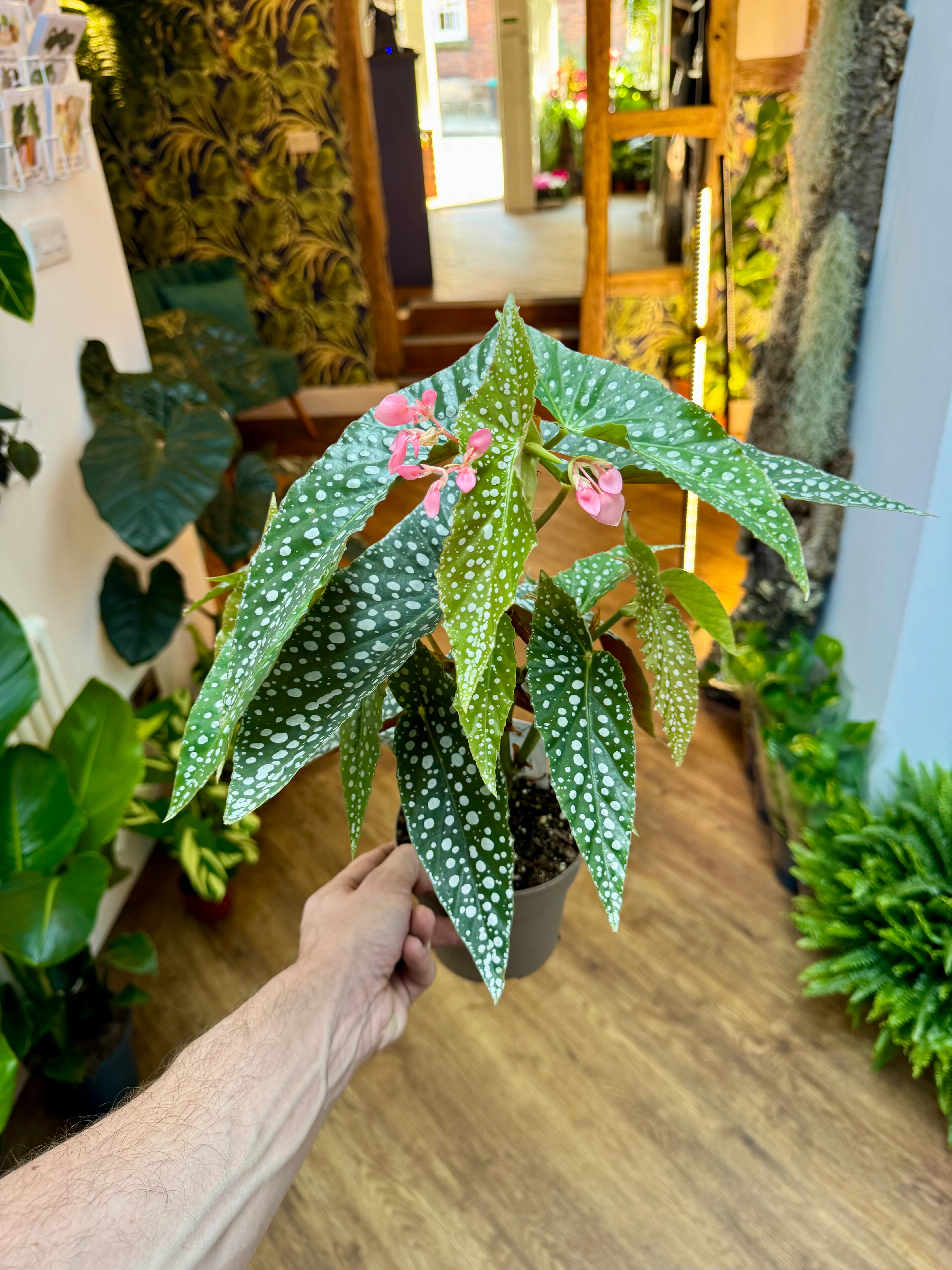 Begonia Maculata - Double Dot