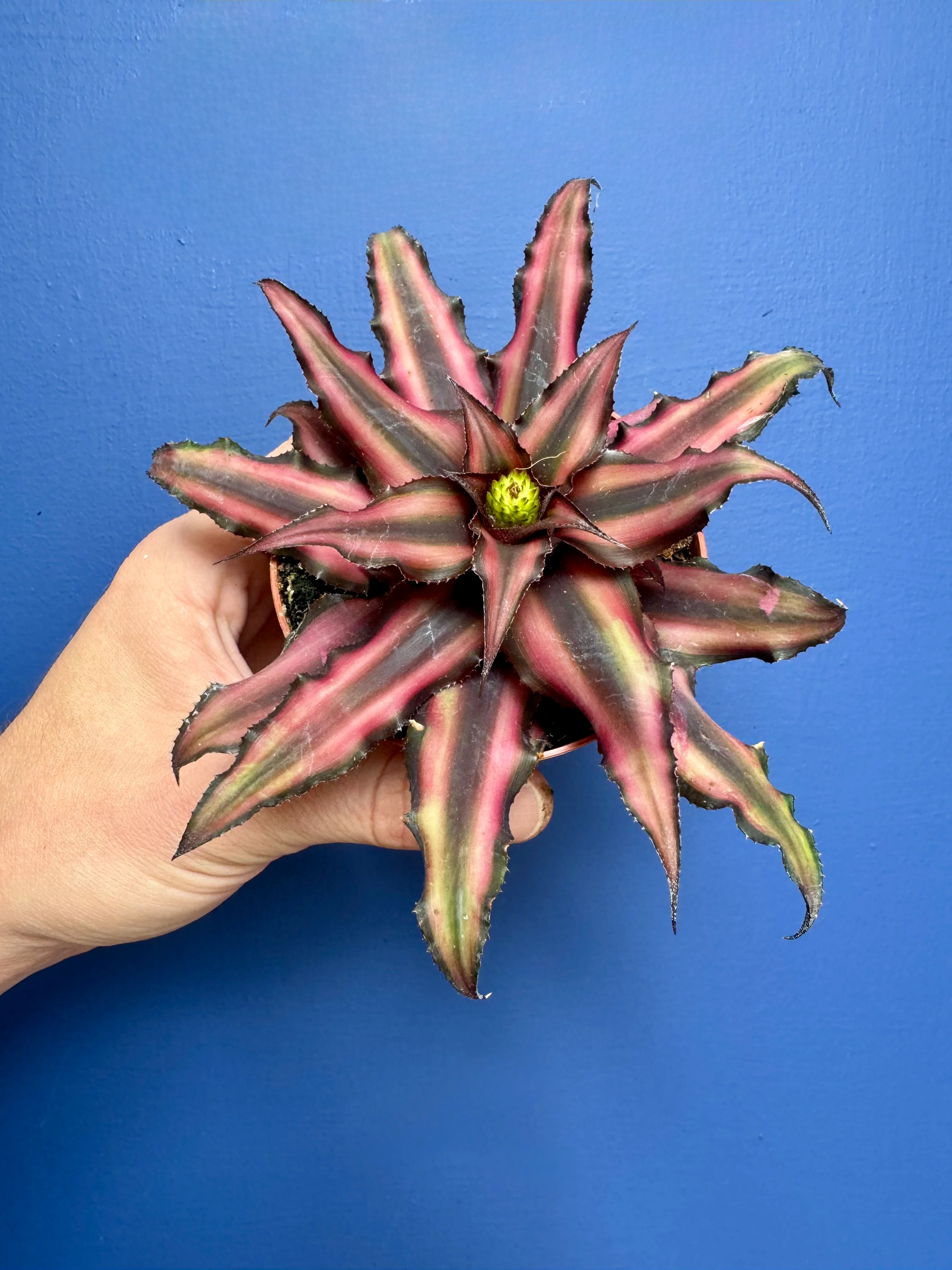 Cryptanthus Red Star - Earth Star