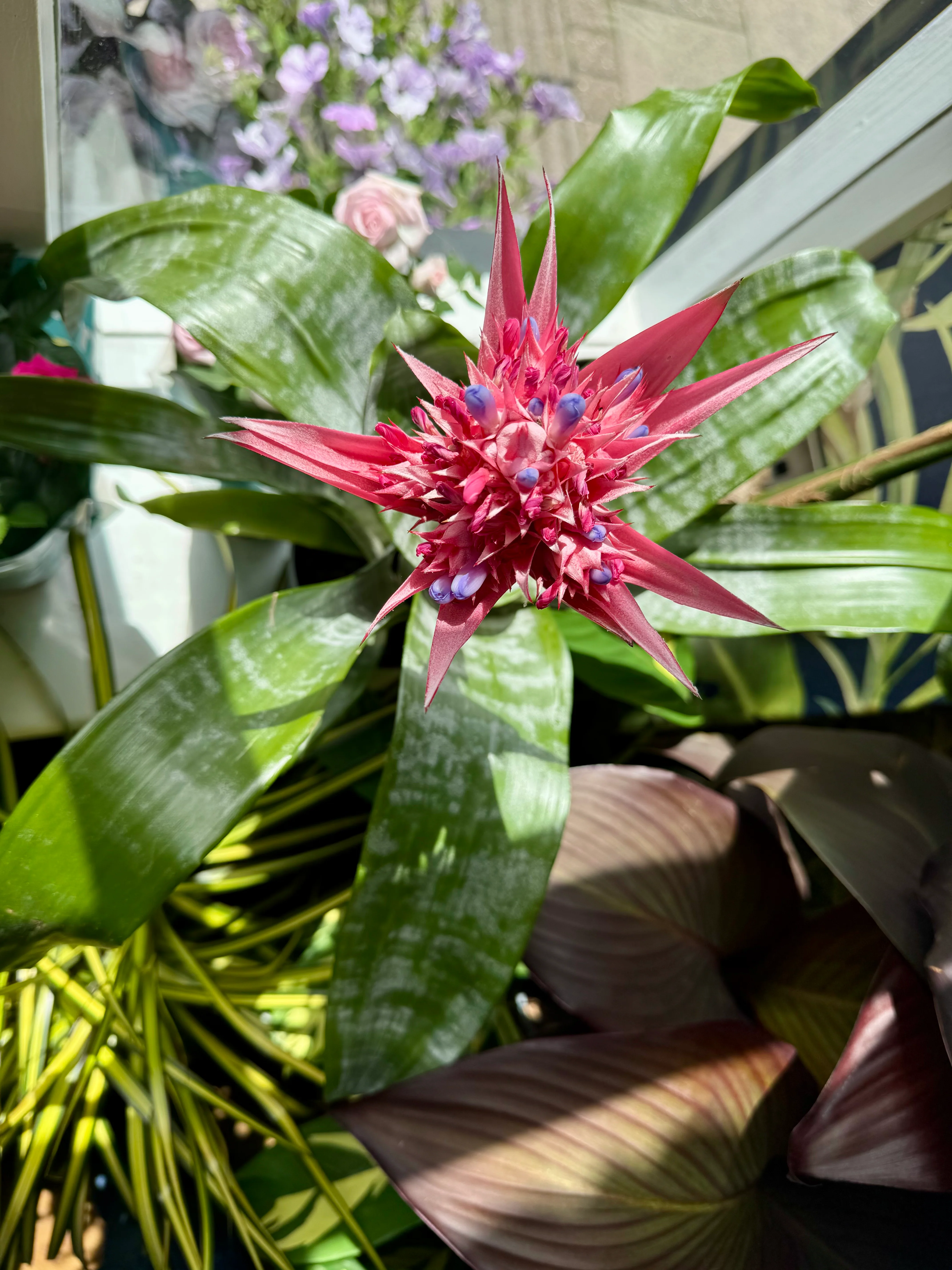 Aechmea Primera - Urn Plant
