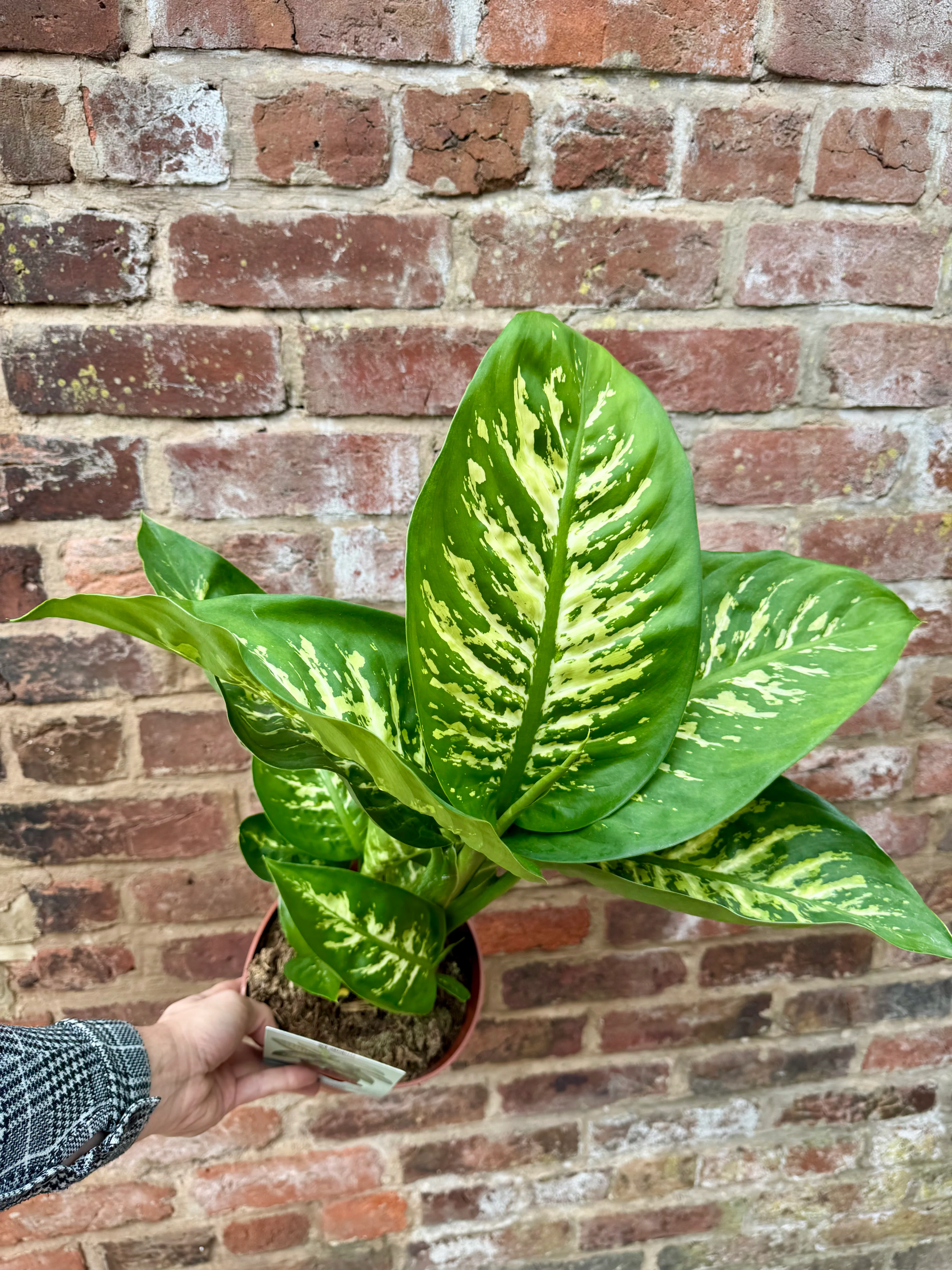 Dieffenbachia Tropic Snow - Dumb Cane Plant