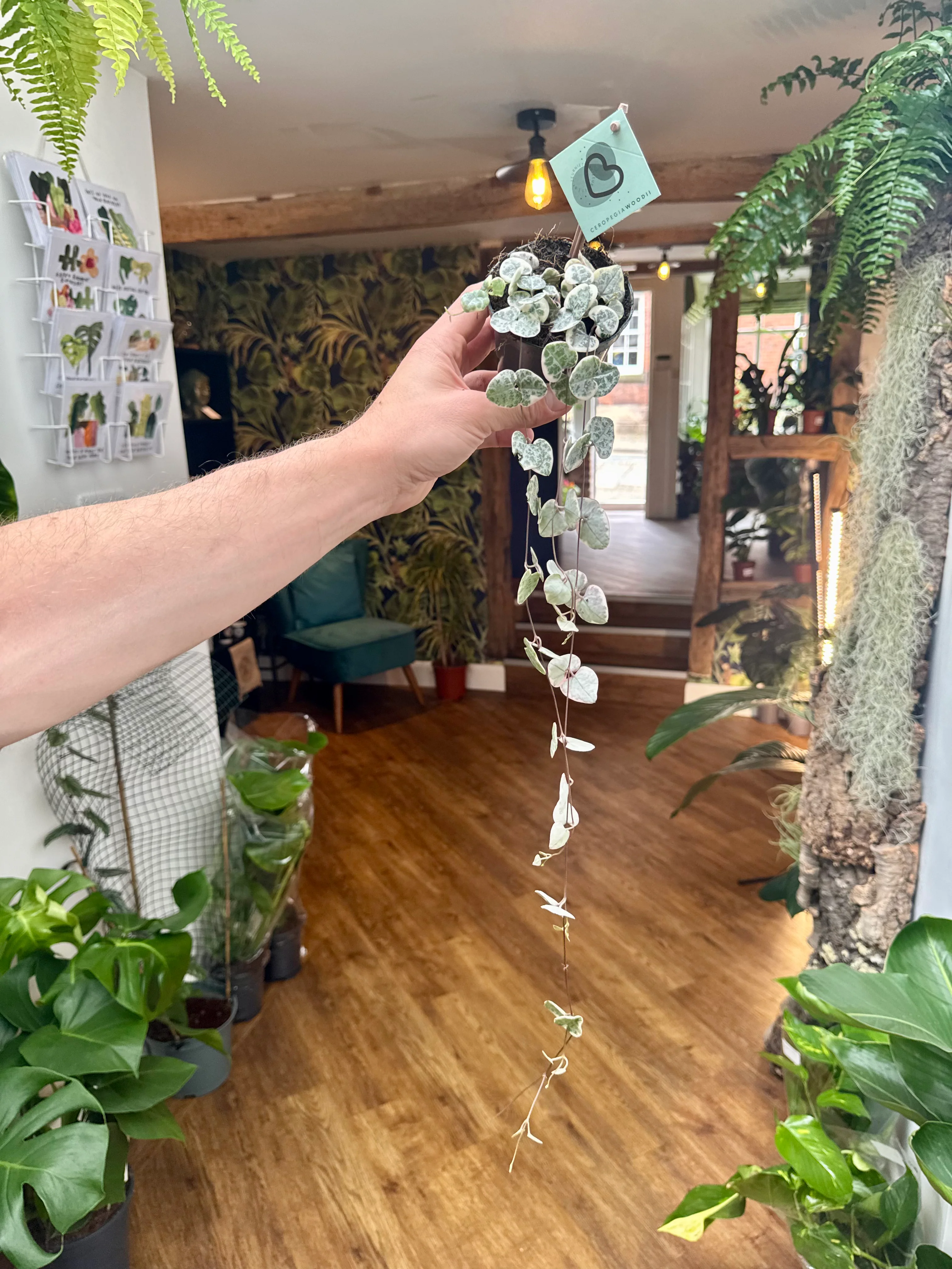 Ceropegia Woodii Variegata - Variegated String of Hearts