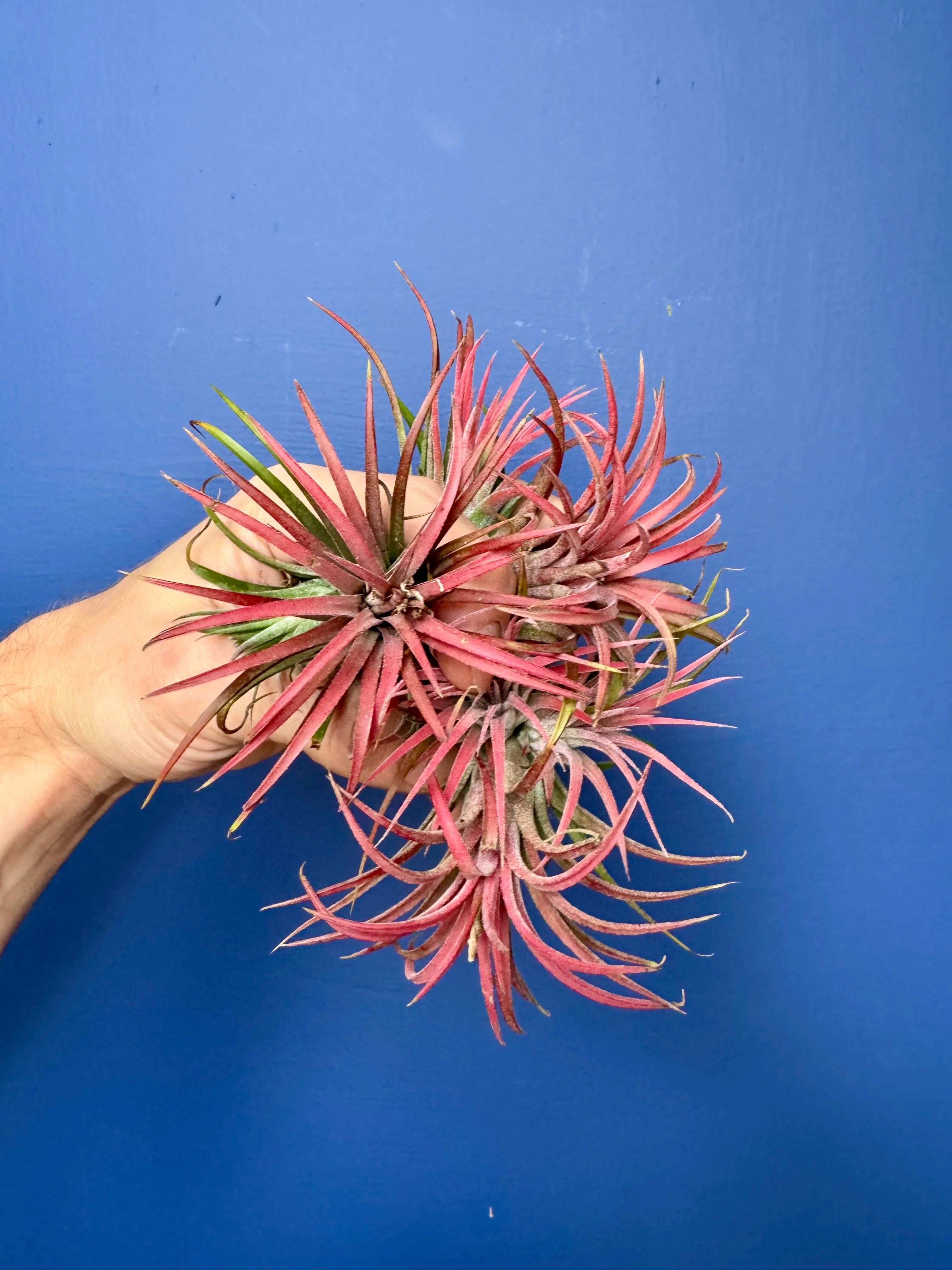 Tillandsia Ionantha Red - Red Air Plant