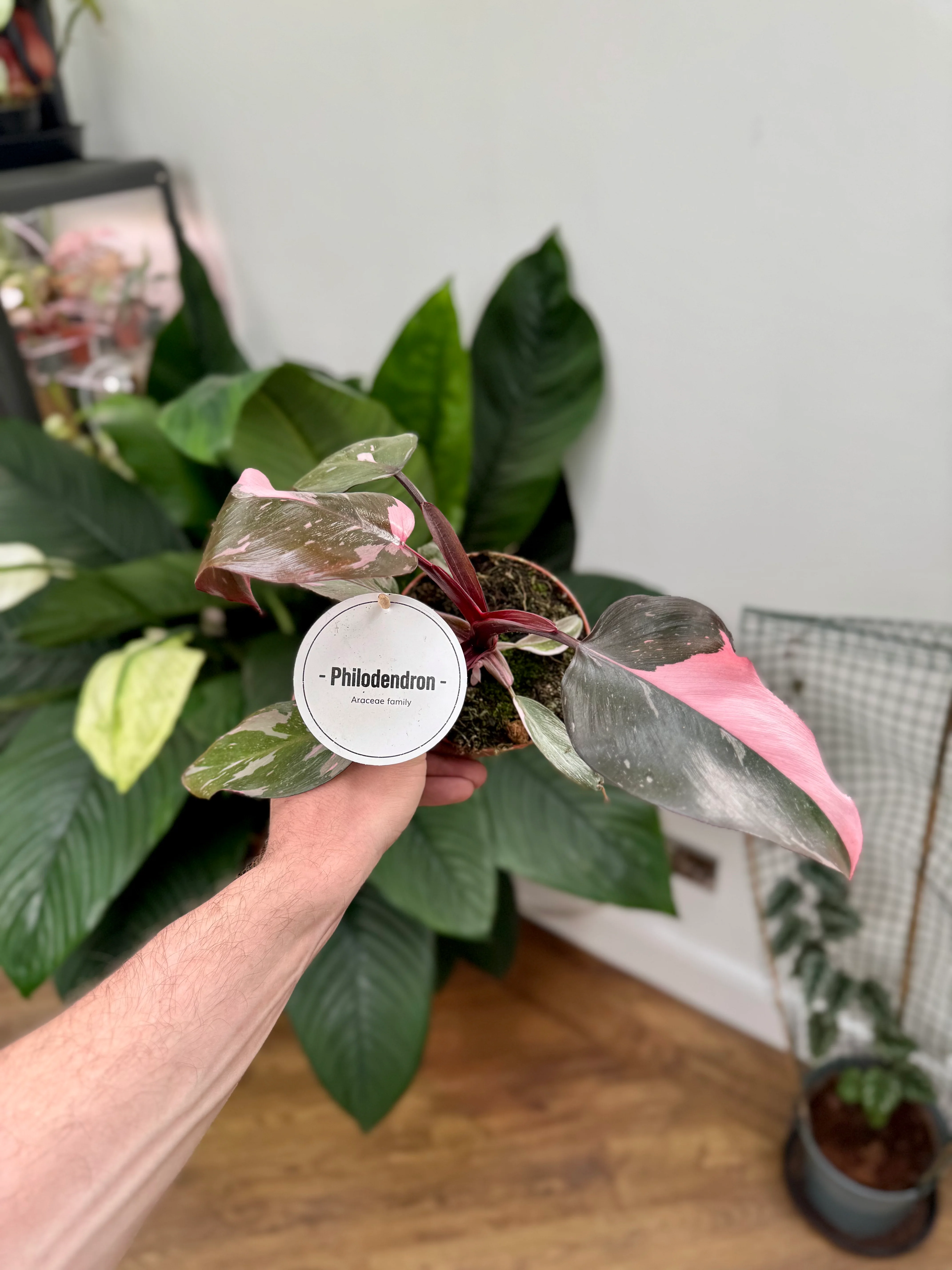 Philodendron Erubescens - Philodendron Pink Princess