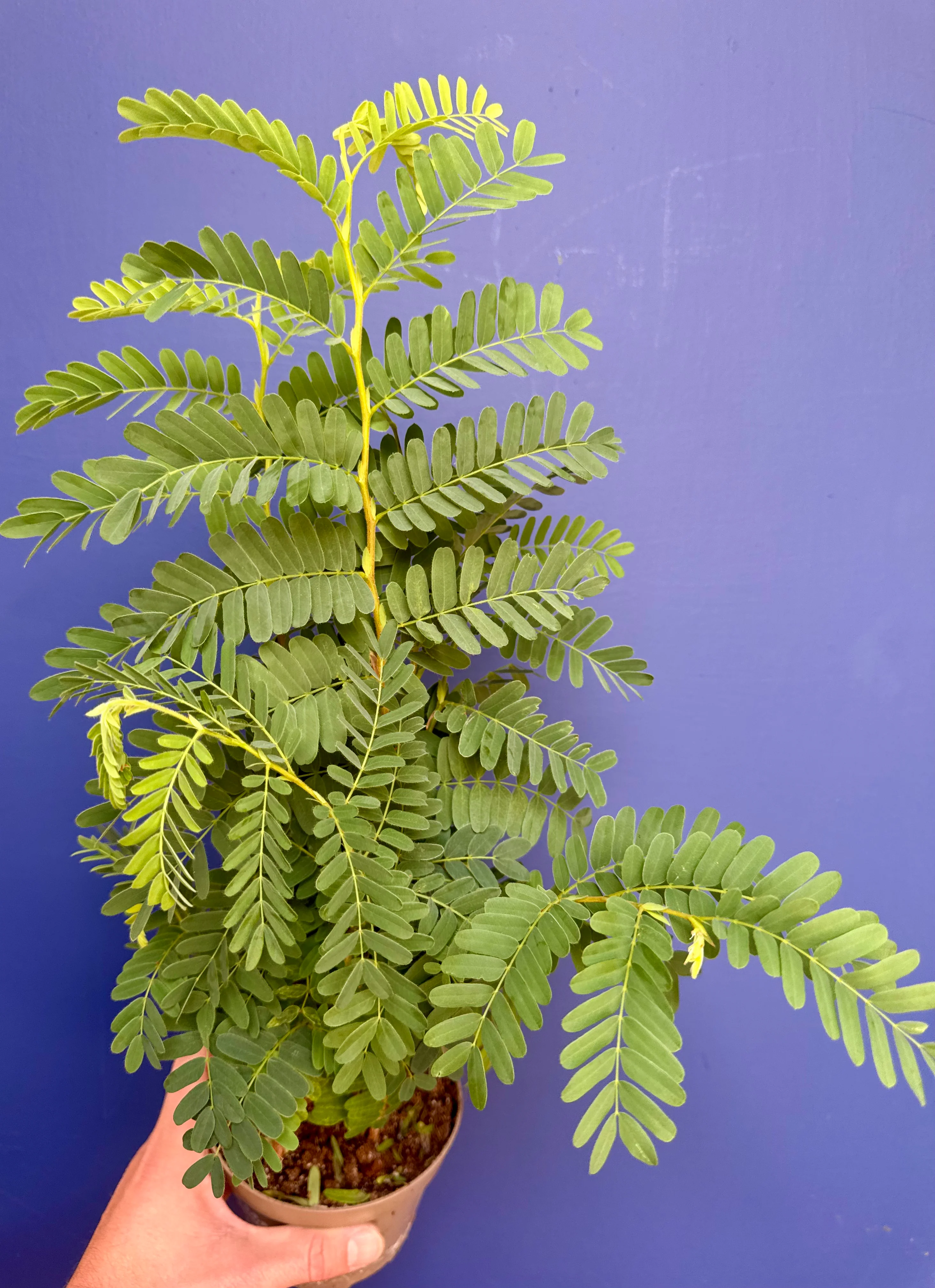 Tamarindus Indica - Tamarind Tree