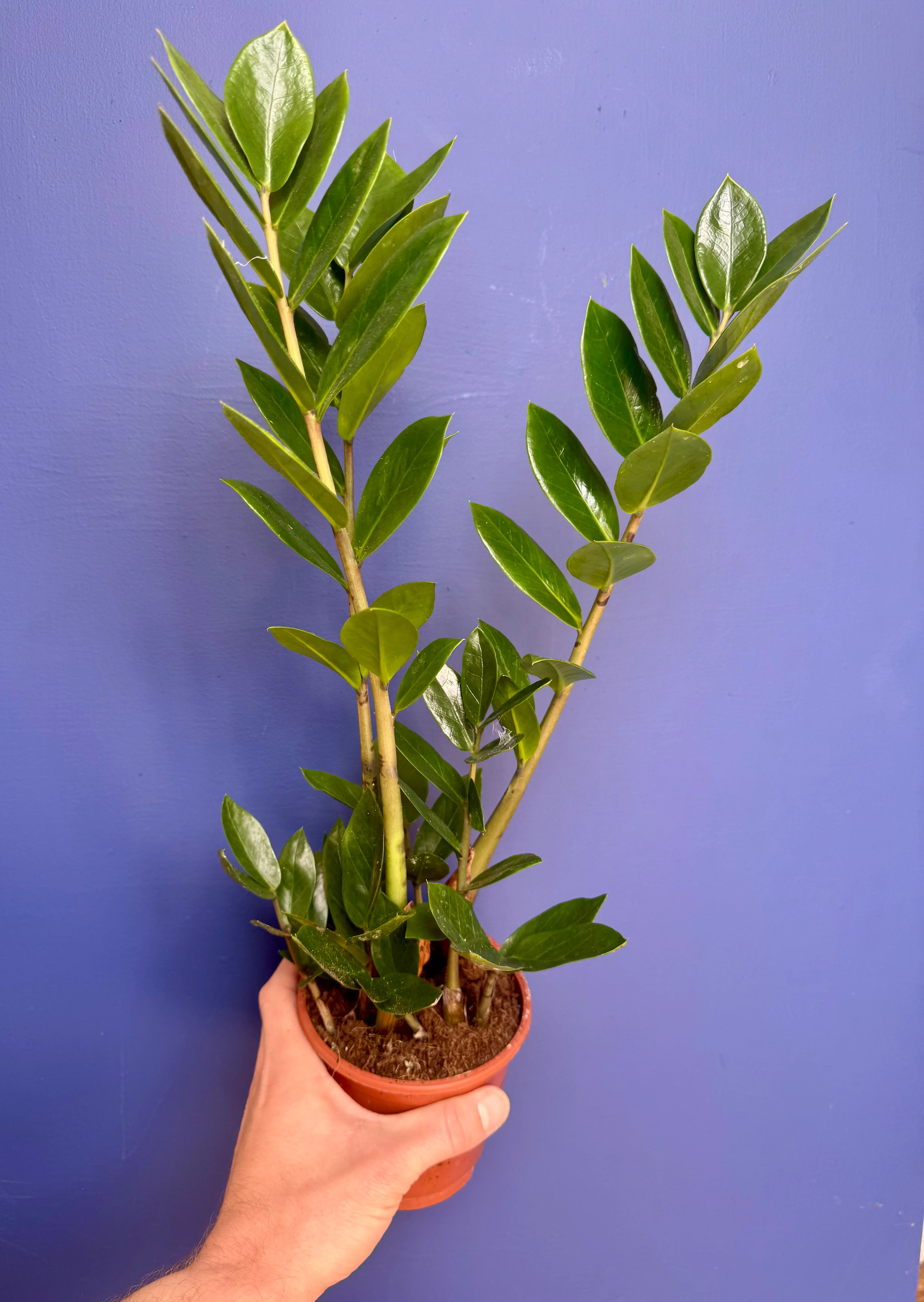 Zamioculcas Zammiifolia - ZZ Plant