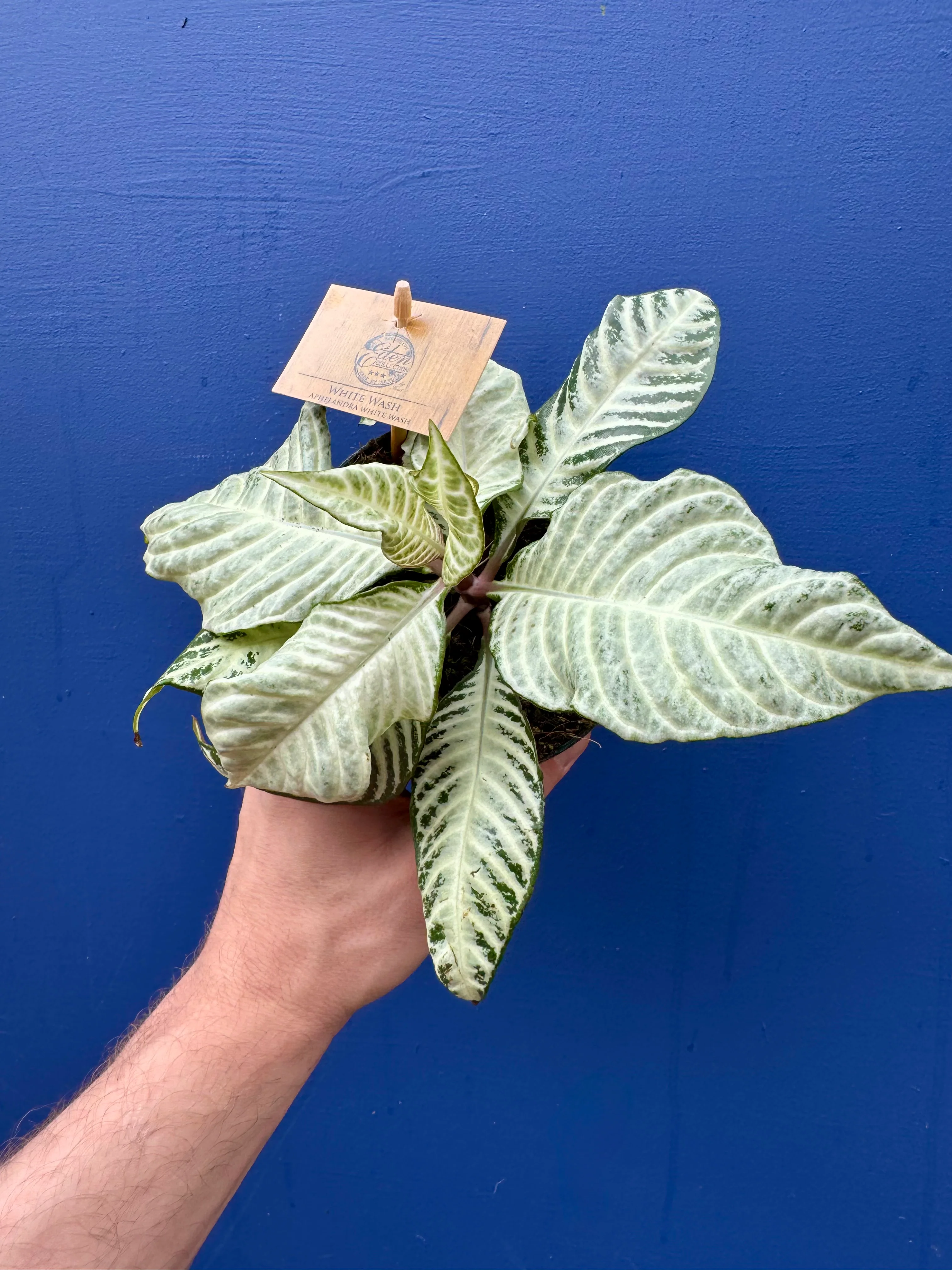Aphelandra Squarrosa White Wash - Zebra Plant
