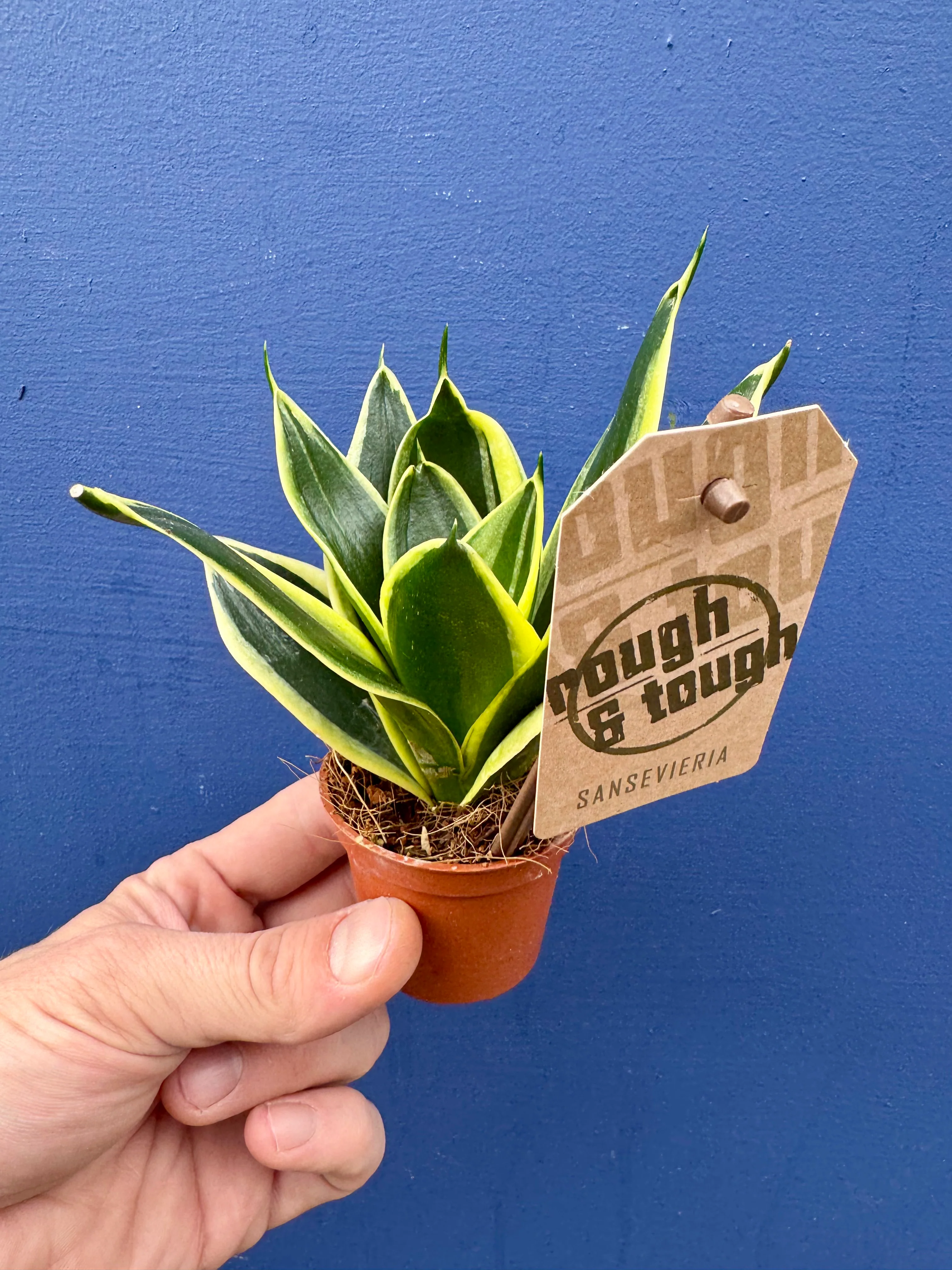 Sansevieria/Dracaena Trifasciata Golden Hahnii Birds Nest Snake Plant