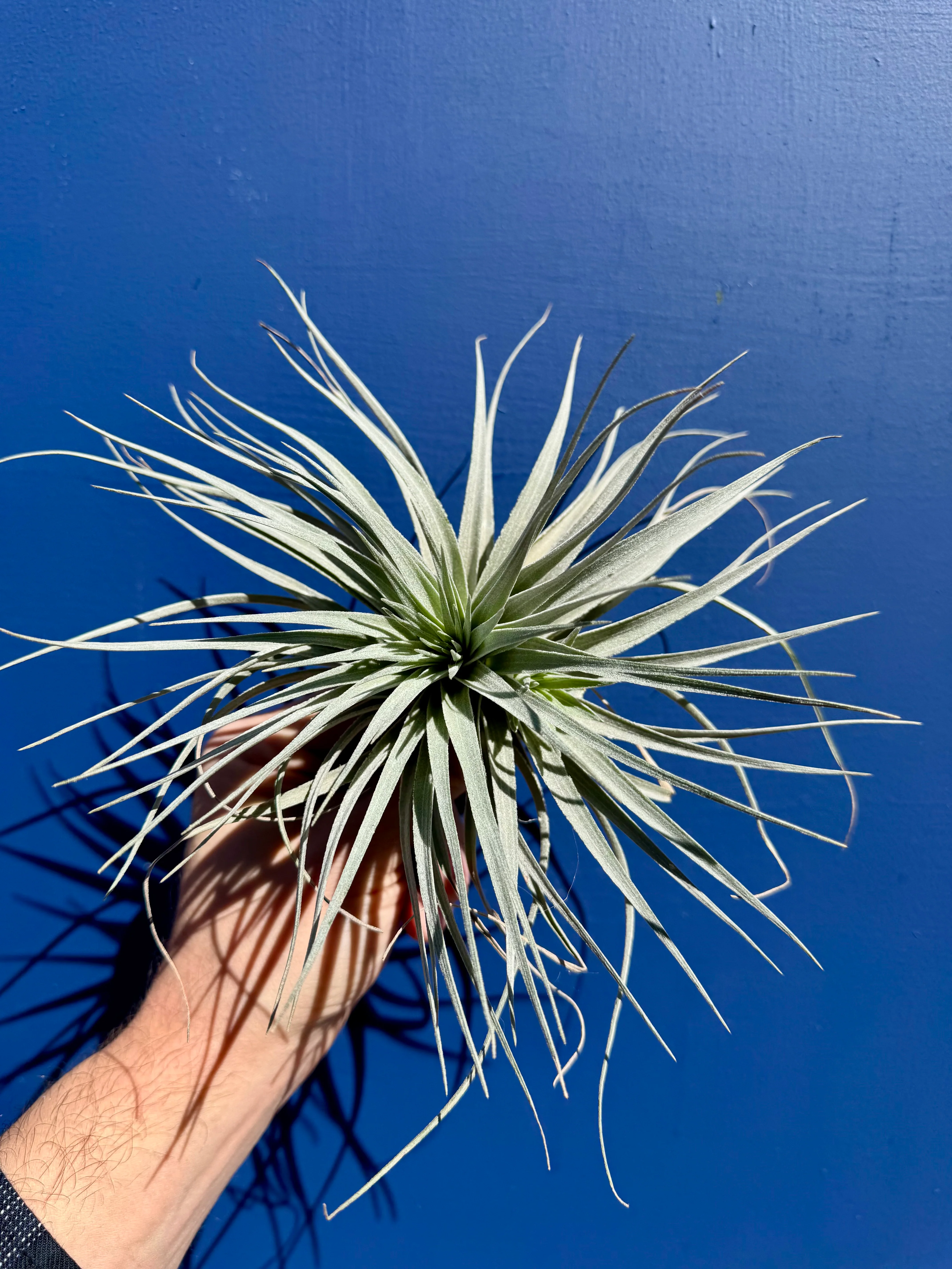 Tillandsia Ionatha Super Silver - Air Plant