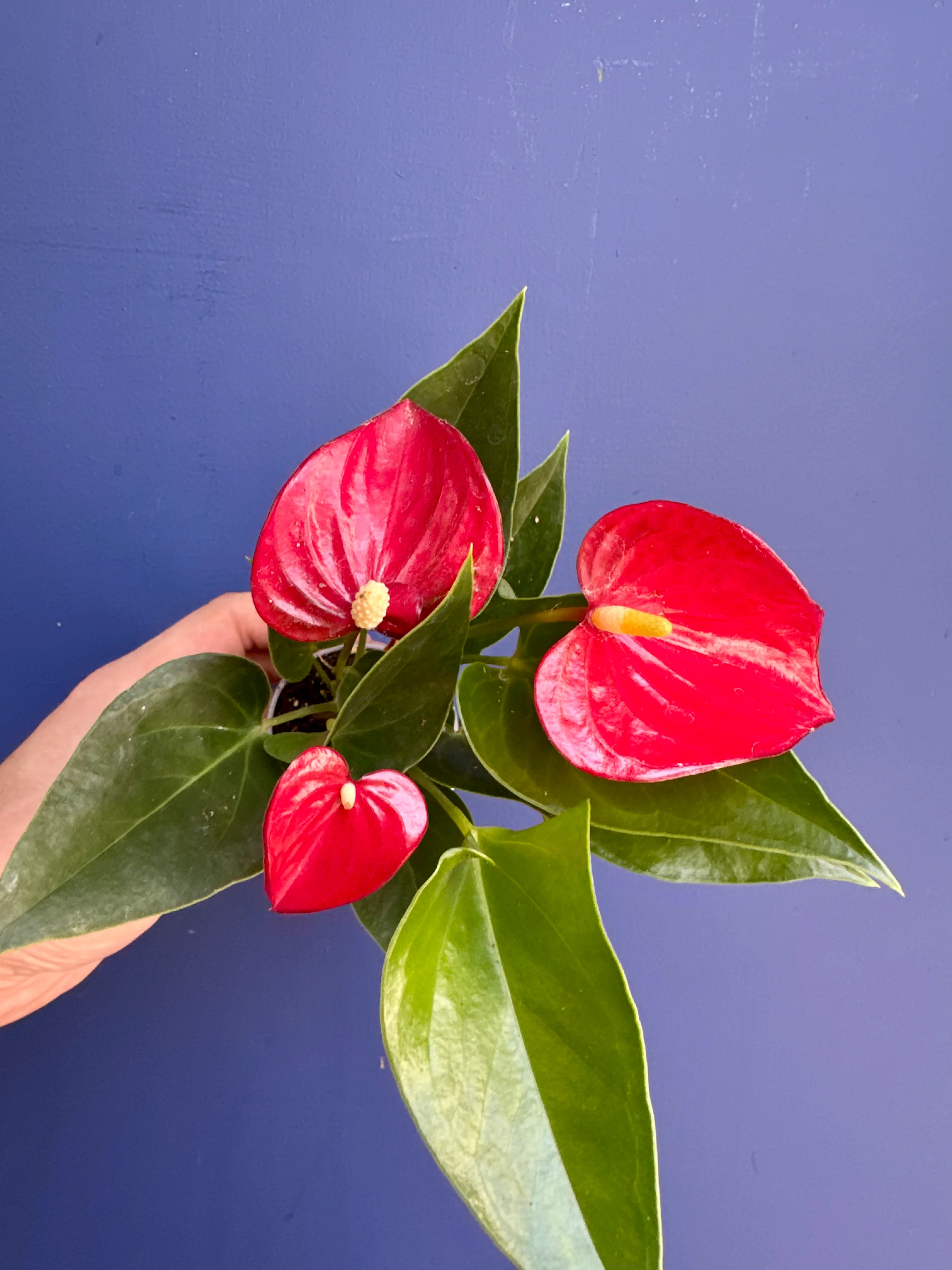 Anthurium Micra - Red Flamingo Flower