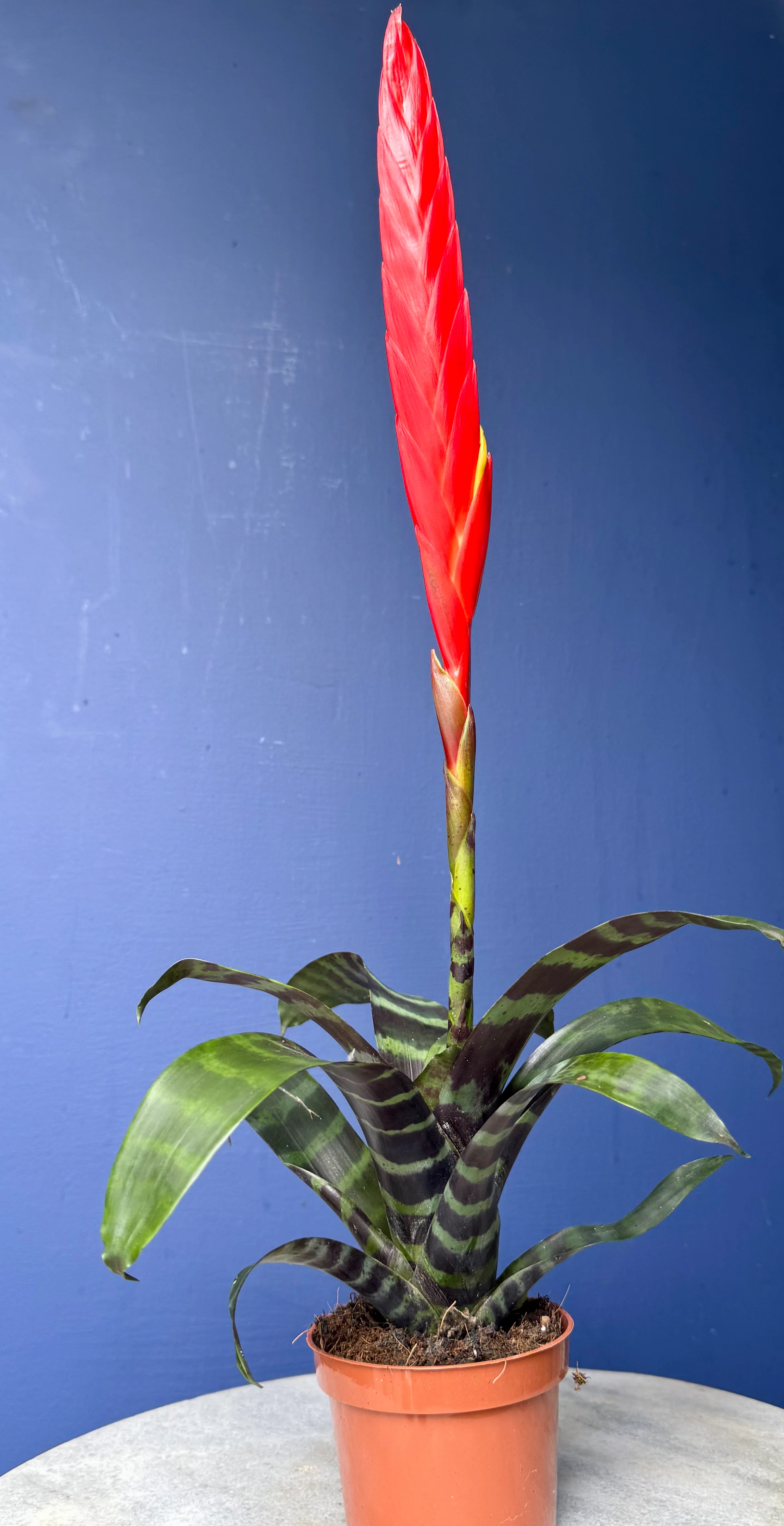 Vriesea Era - Bromeliad Flaming Sword
