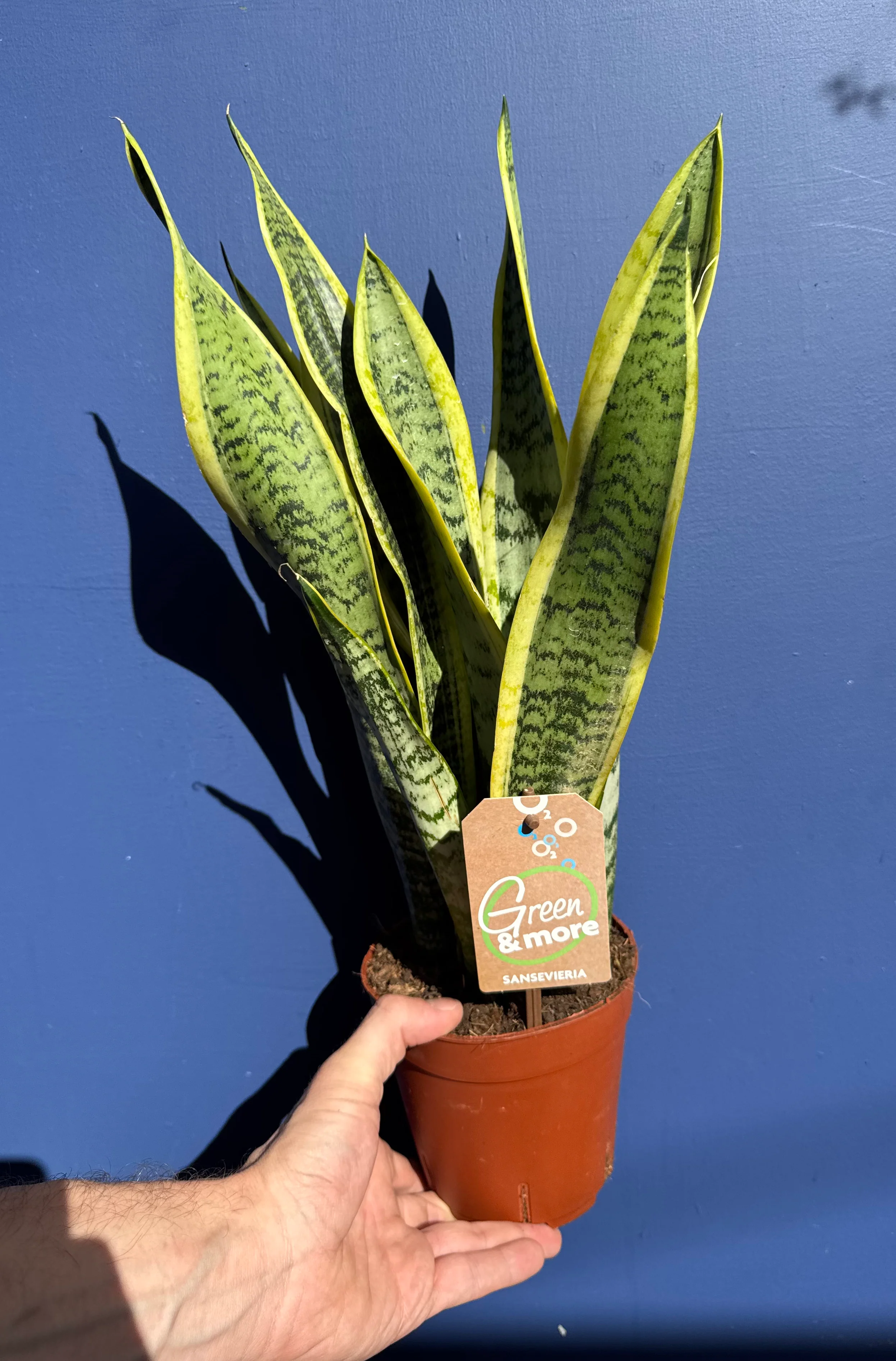 Sansevieria Laurentii - Dracaena Trifasciata- Snake Plant