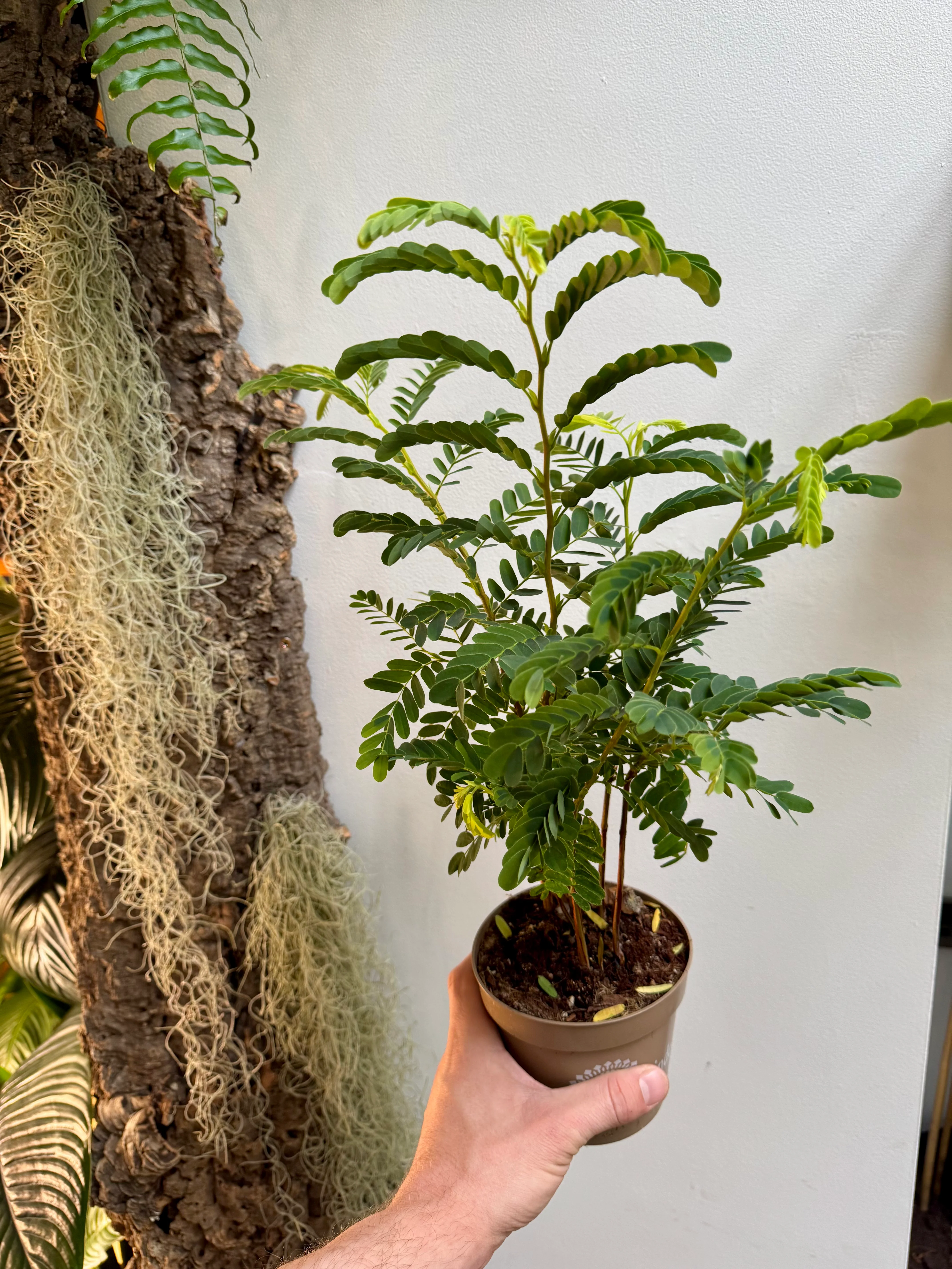 Tamarindus Indica - Tamarind Tree