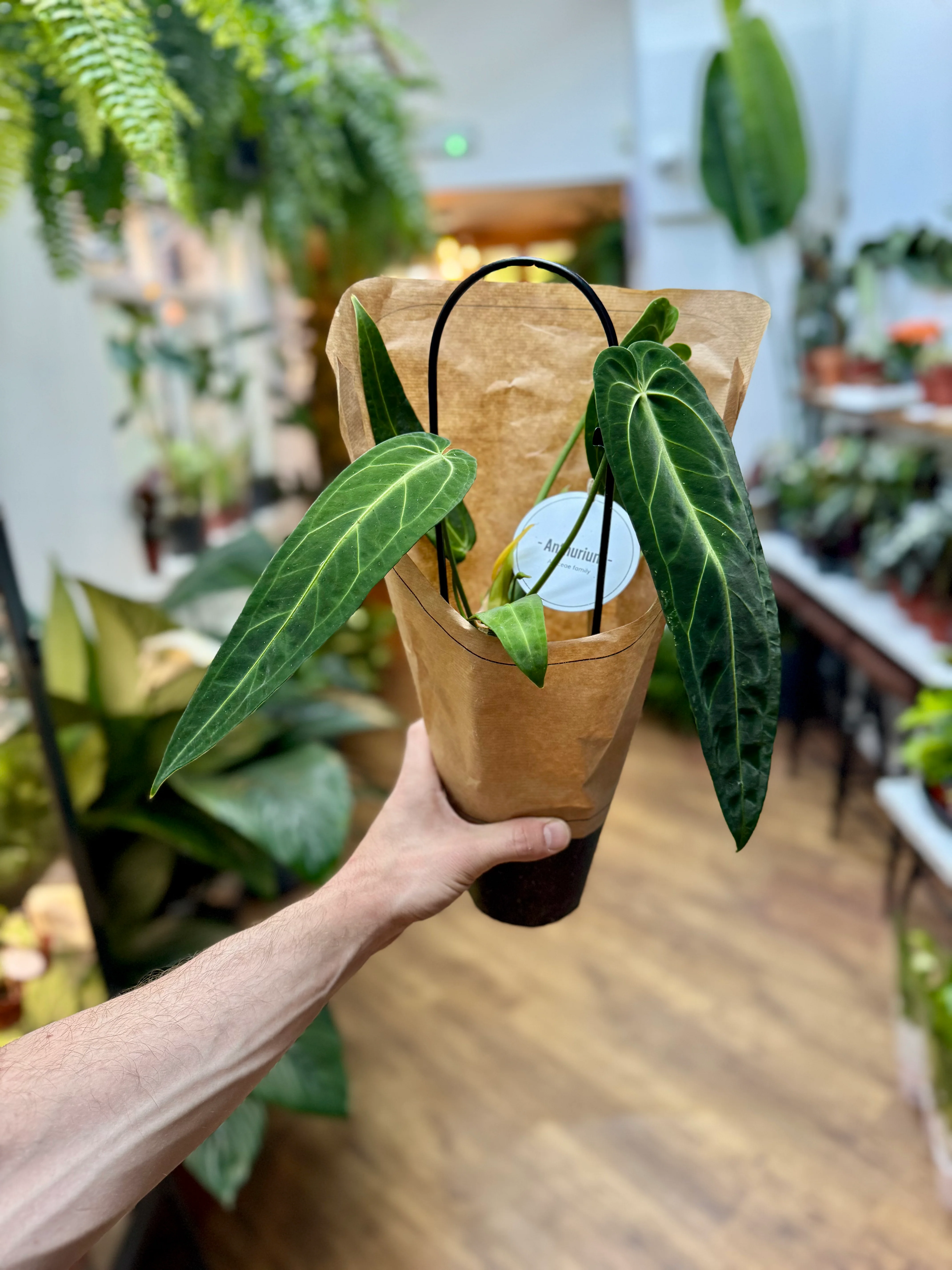 Anthurium Warocqueanum - Queen Anthurium